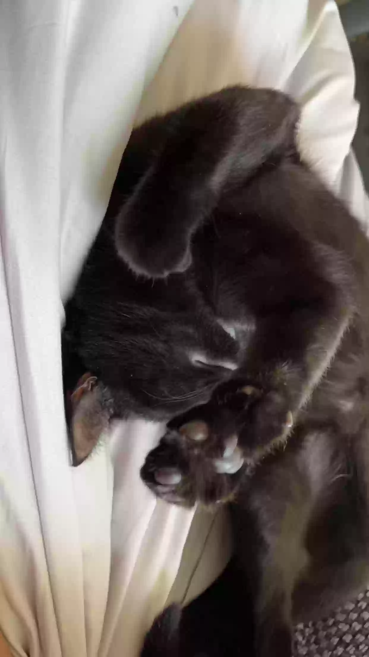 /lostandfound/images/lnfpets/original/176907_photo.webp