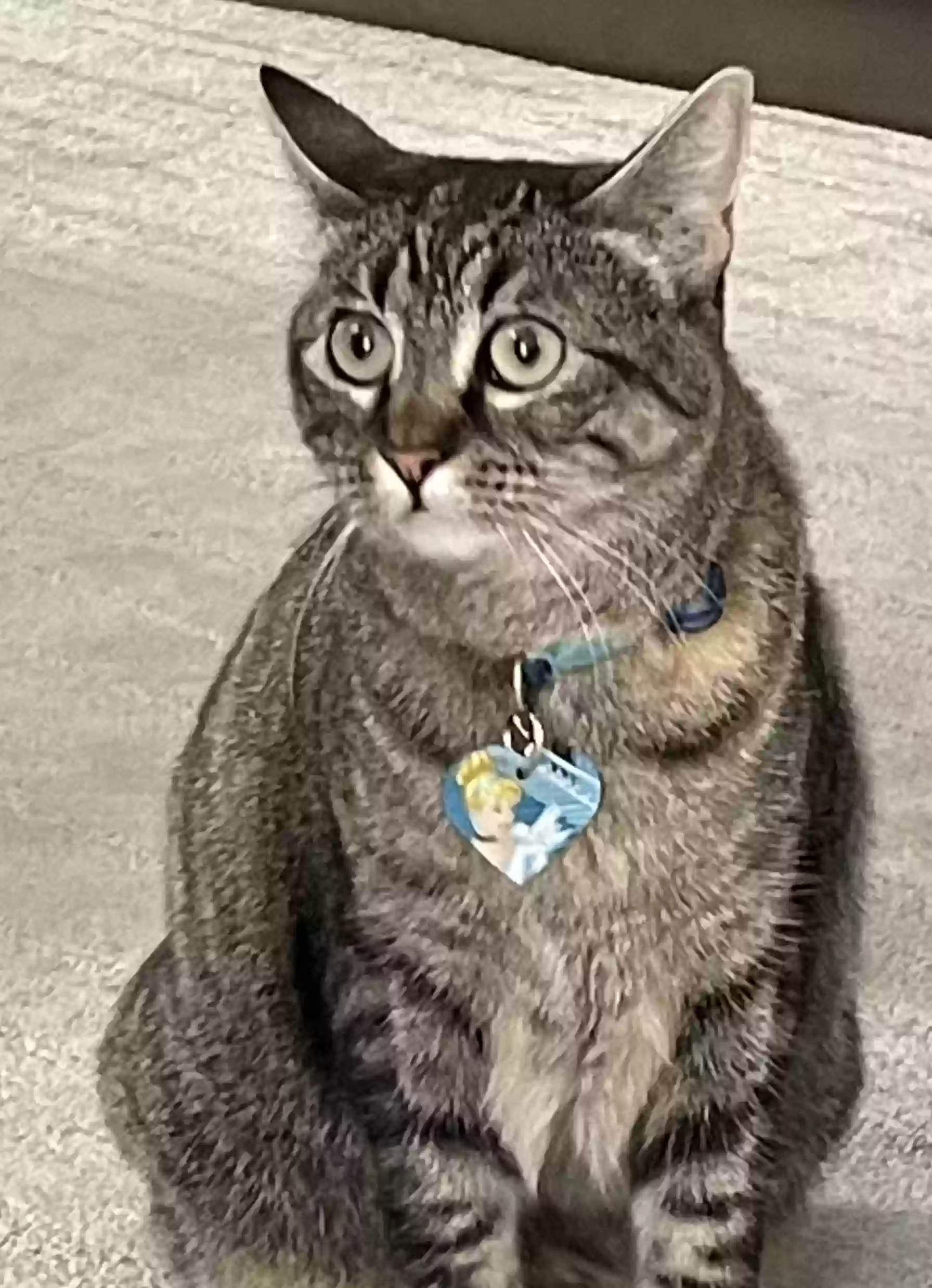 /lostandfound/images/lnfpets/original/176969_photo.webp