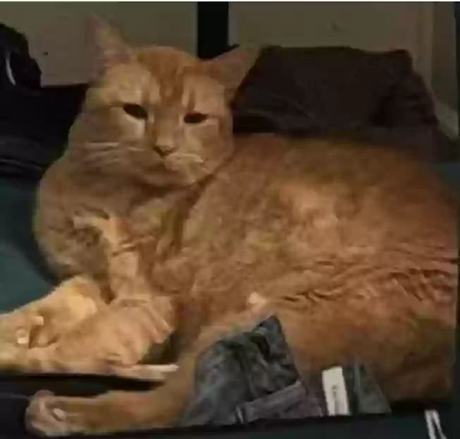 /lostandfound/images/lnfpets/original/176998_photo.webp