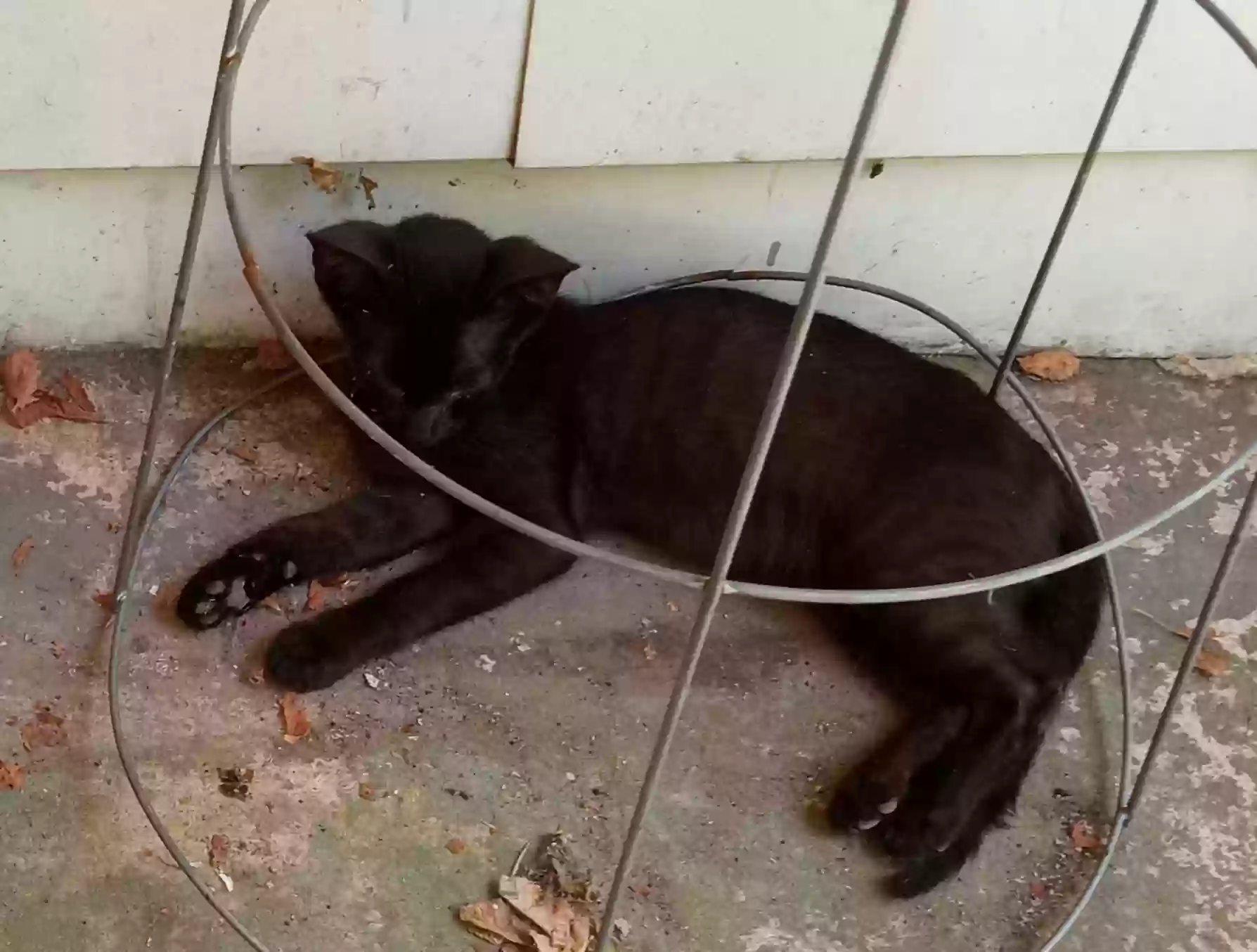 /lostandfound/images/lnfpets/original/177032_photo.webp