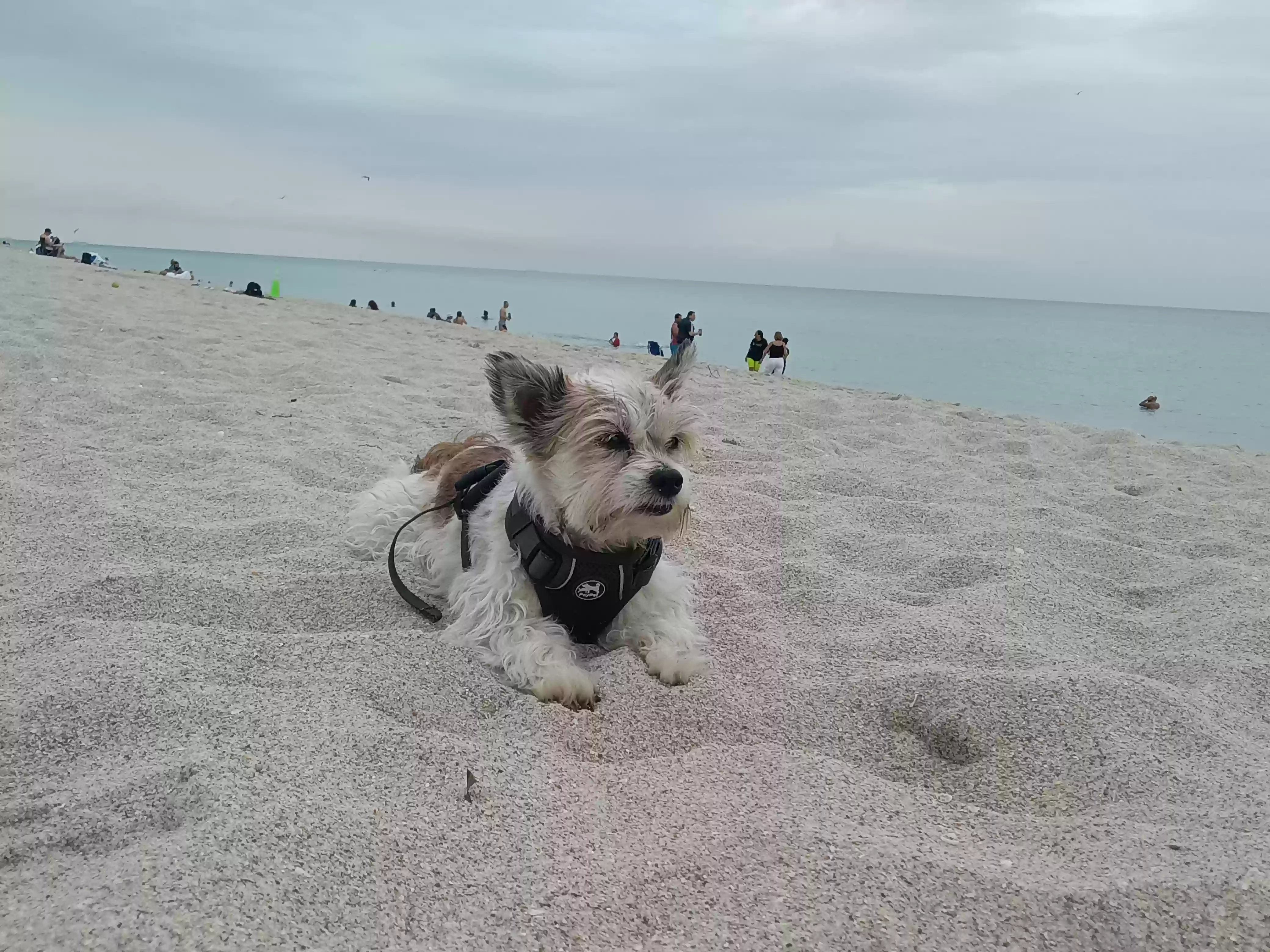 /lostandfound/images/lnfpets/original/177052_photo.webp