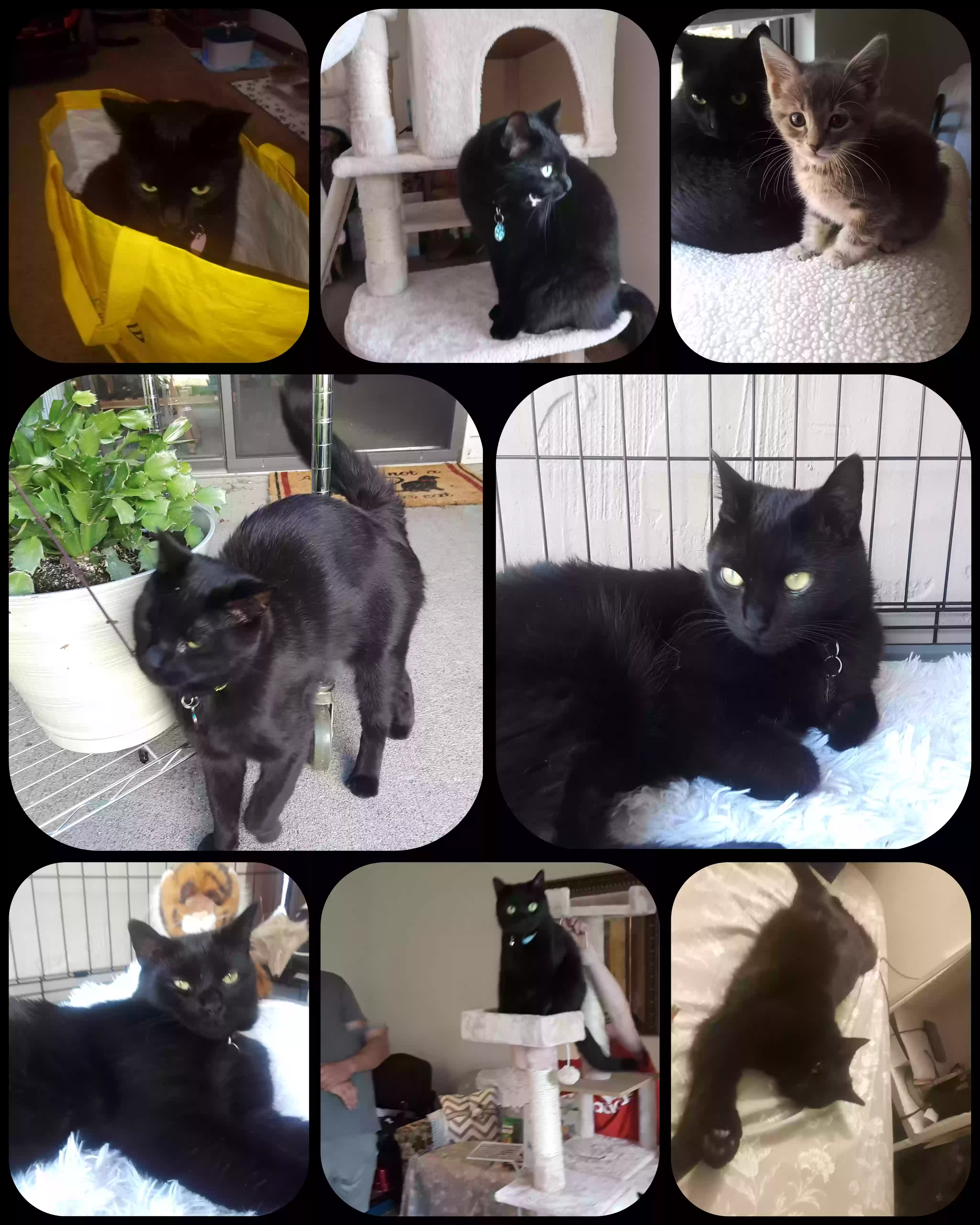 /lostandfound/images/lnfpets/original/177085_photo.webp