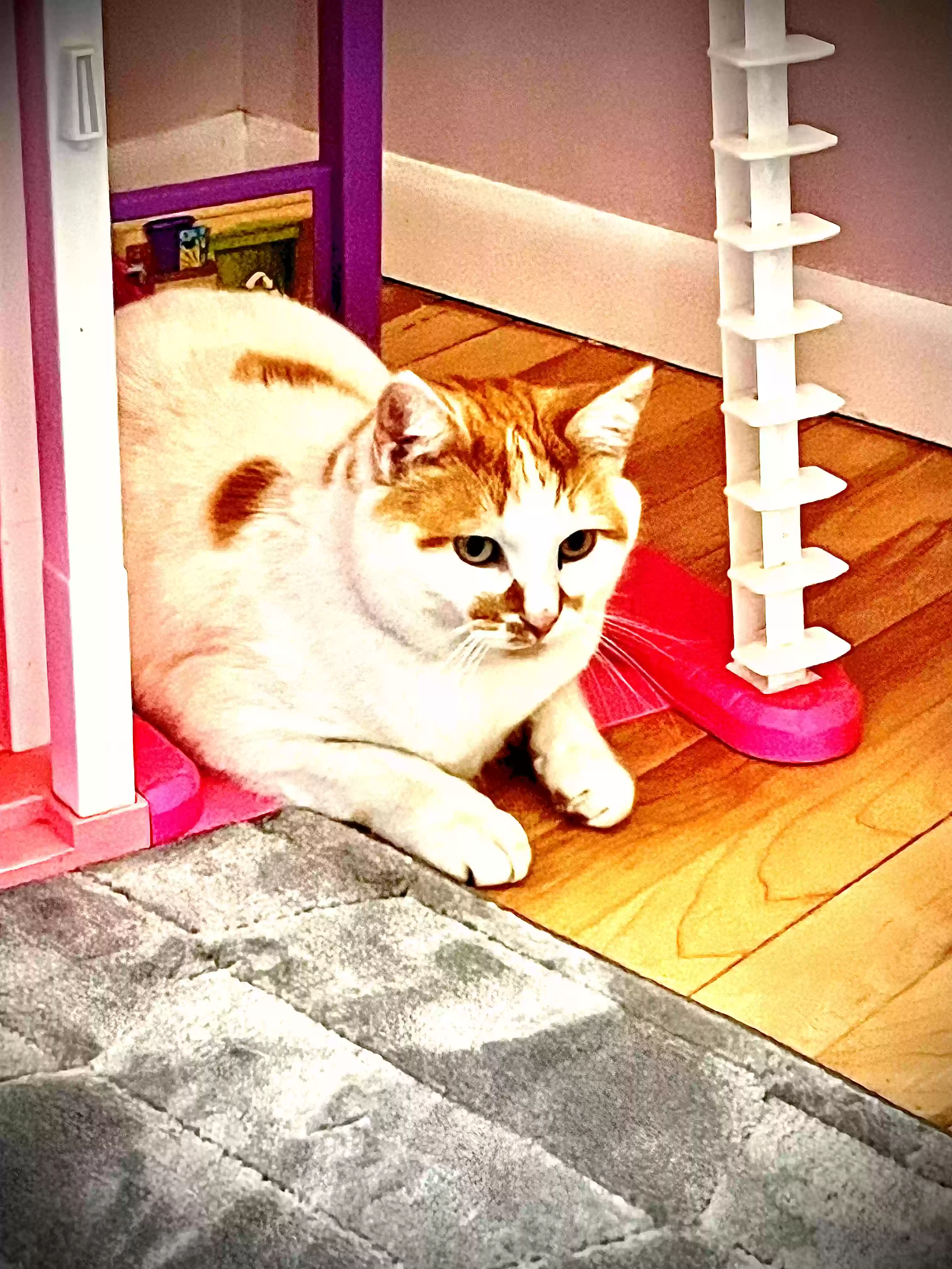 /lostandfound/images/lnfpets/original/177115_photo.webp