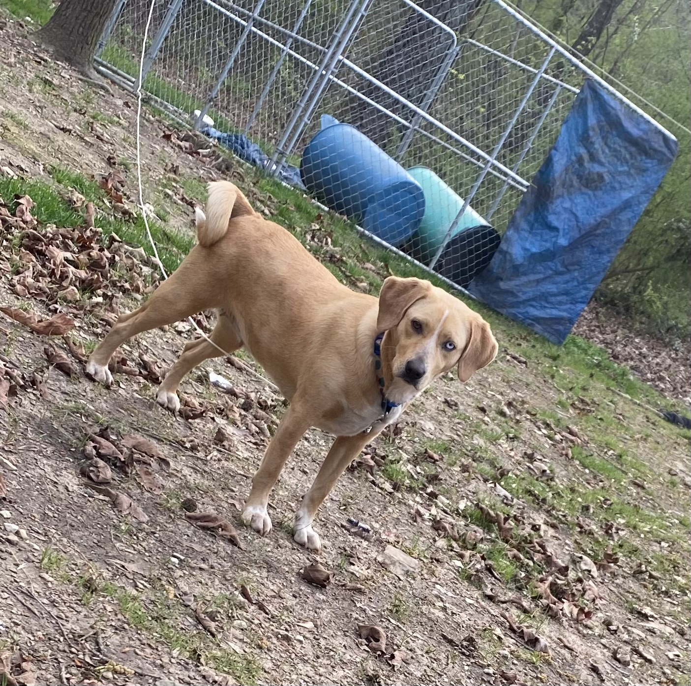 /lostandfound/images/lnfpets/original/177161_2338_IMG_2849.jpeg