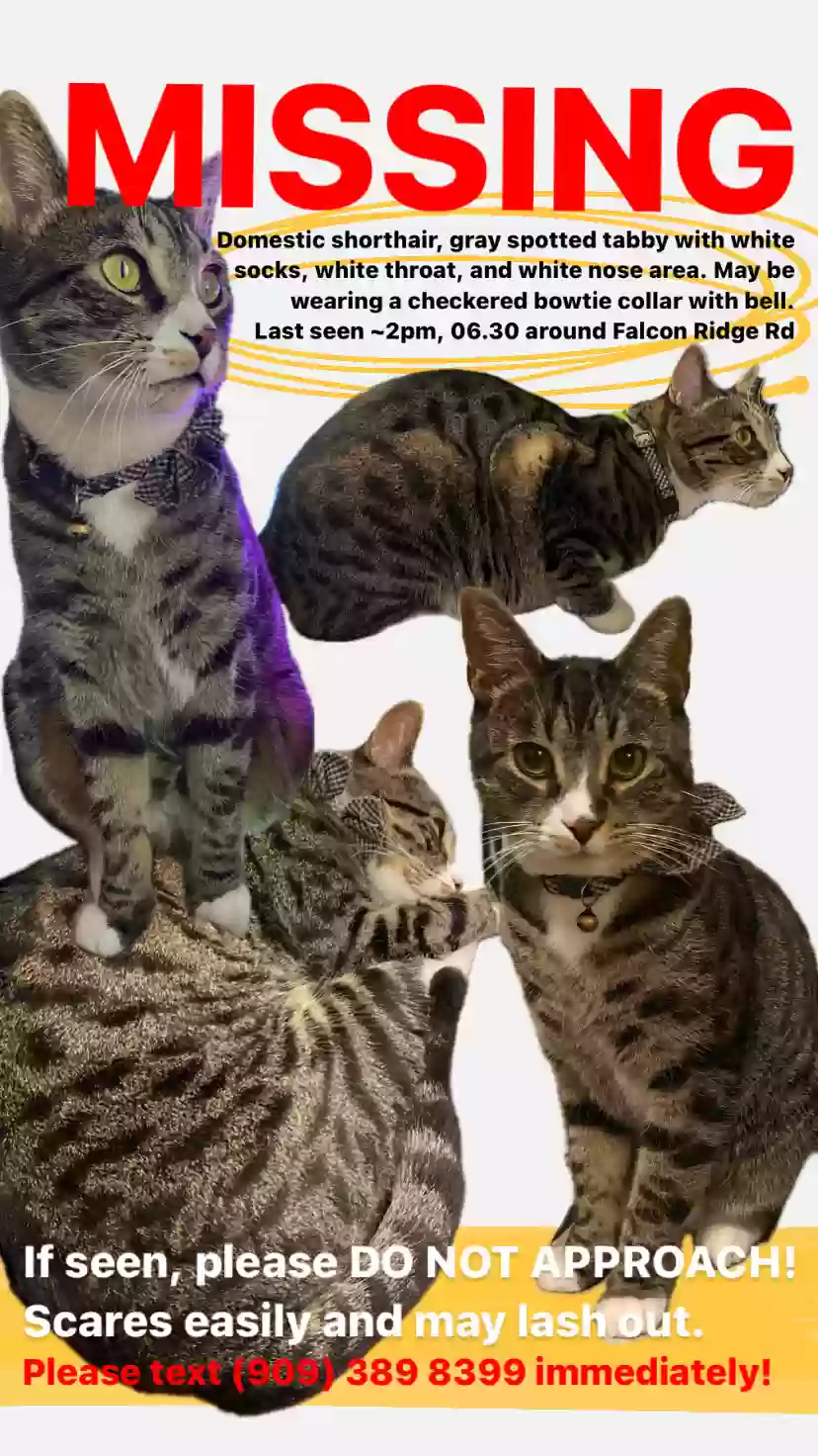 /lostandfound/images/lnfpets/original/177167_photo.webp