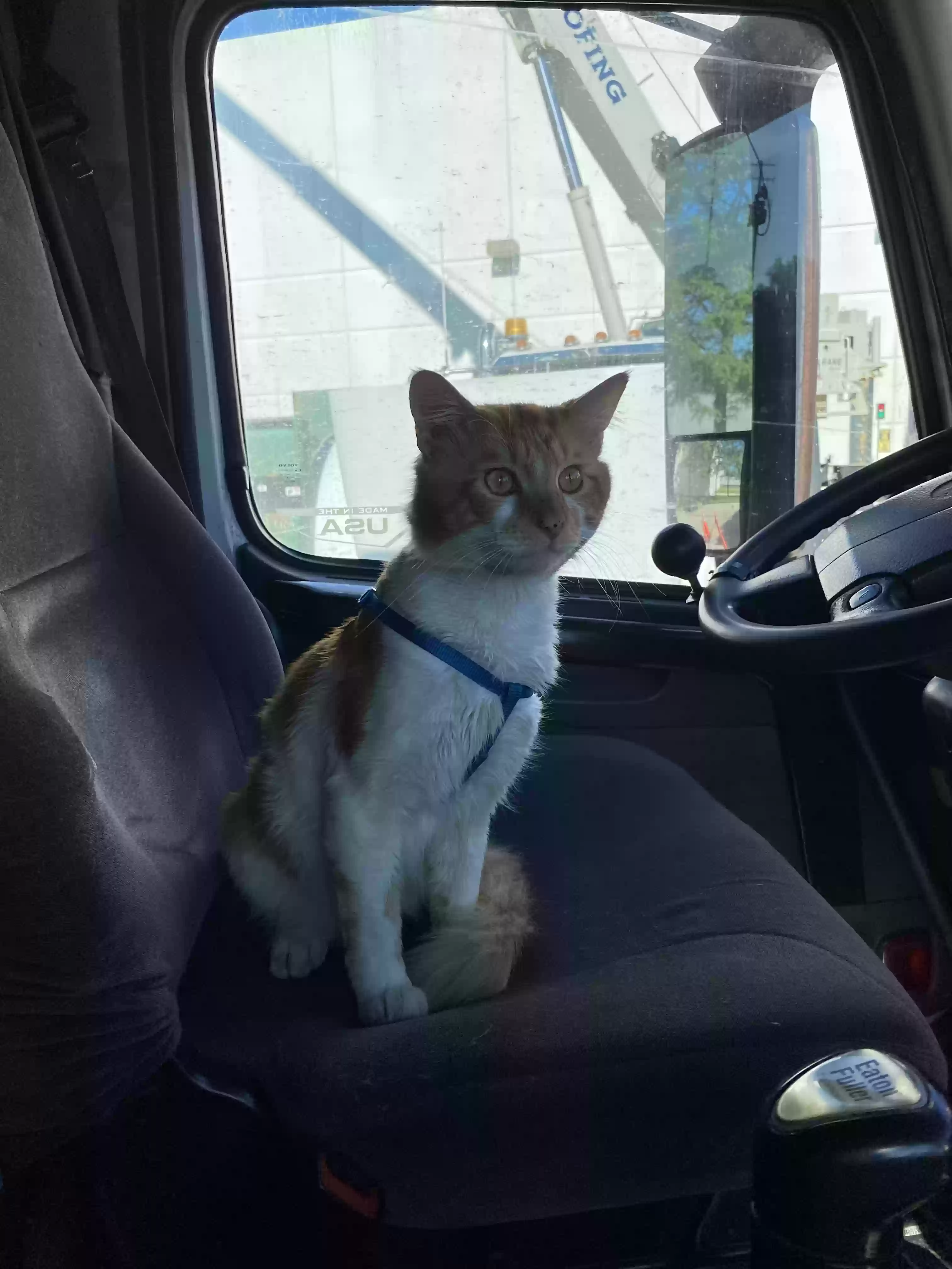 /lostandfound/images/lnfpets/original/177178_photo.webp