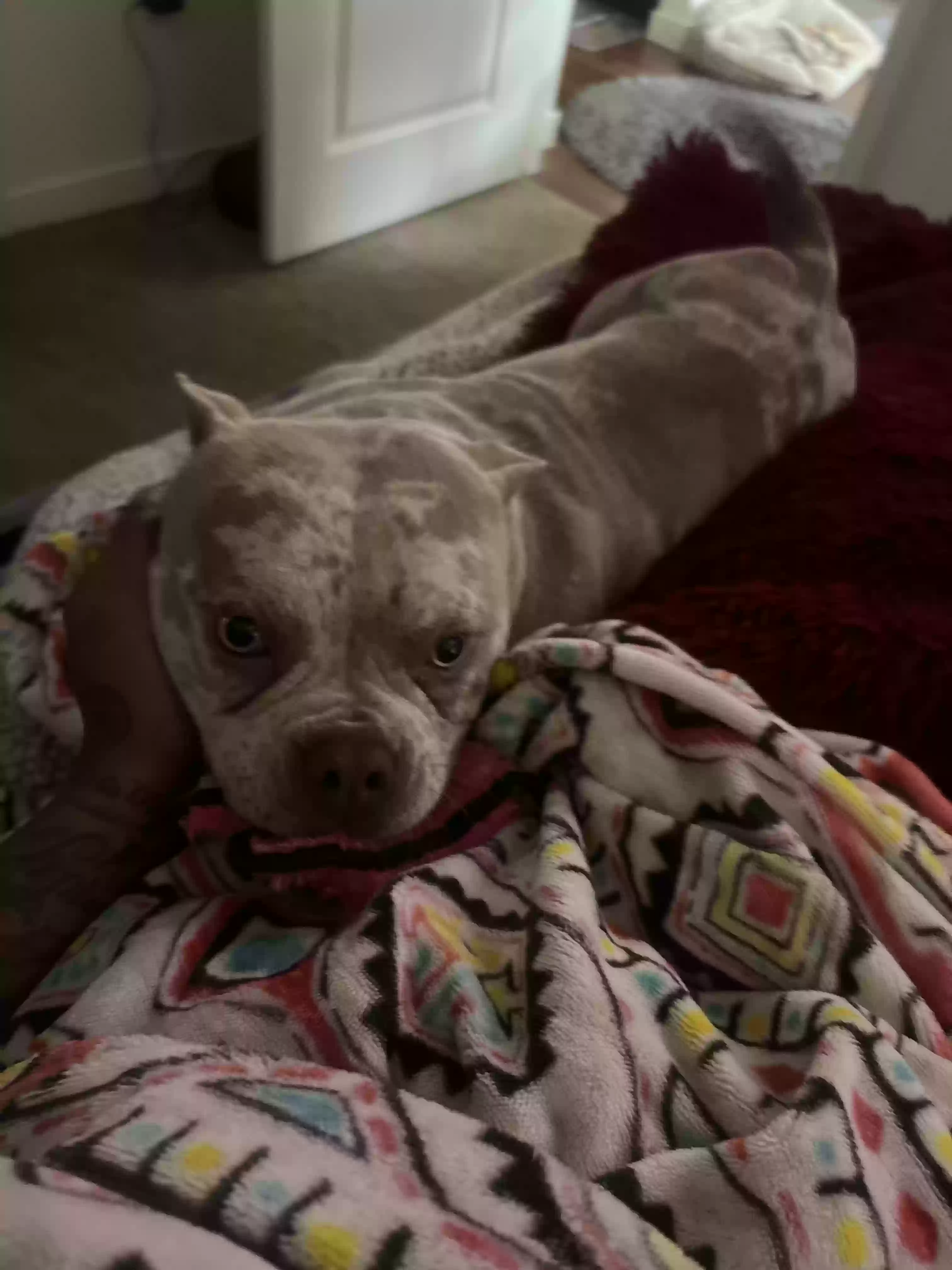 /lostandfound/images/lnfpets/original/177204_photo.webp
