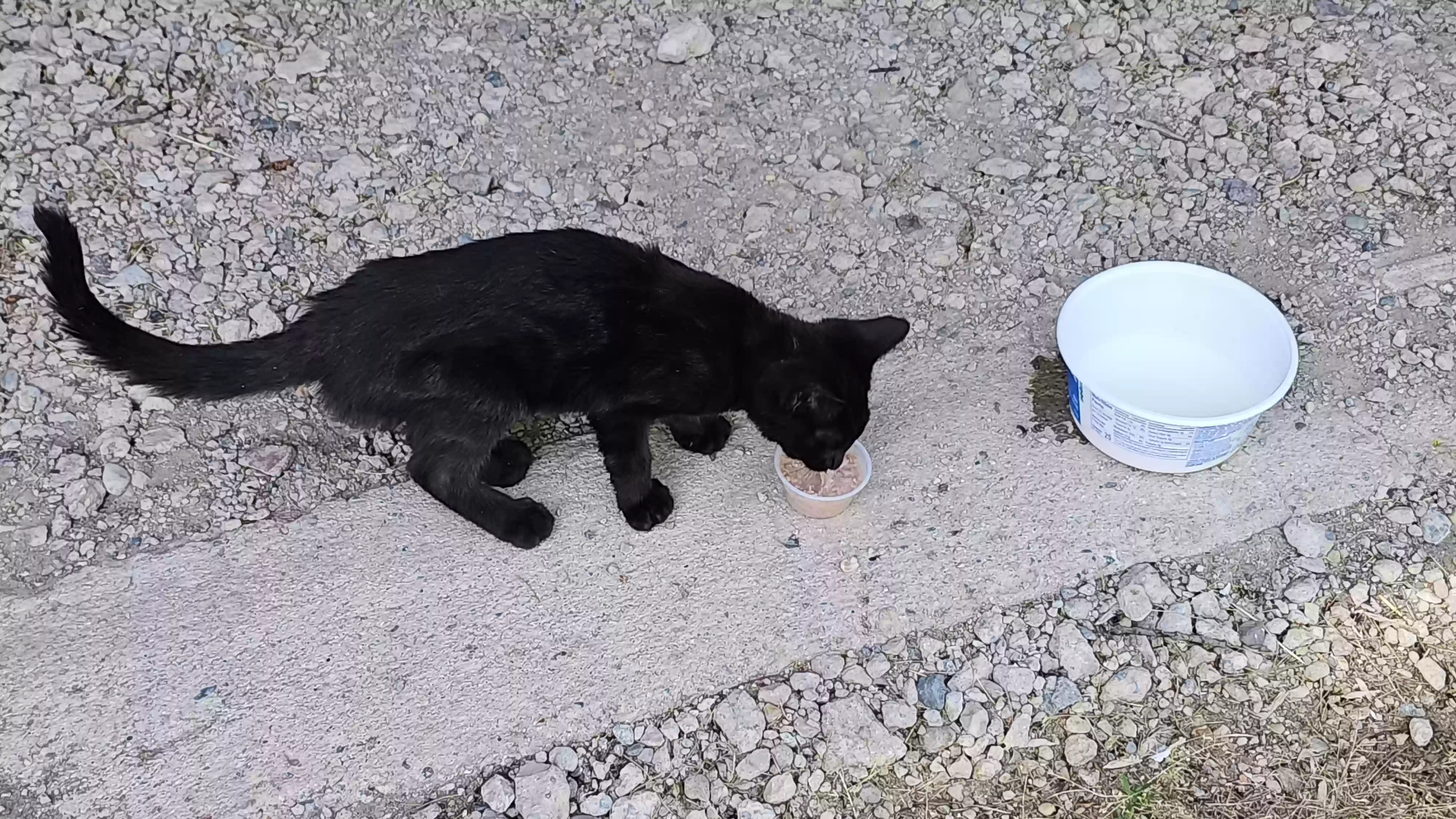 /lostandfound/images/lnfpets/original/177263_photo.webp