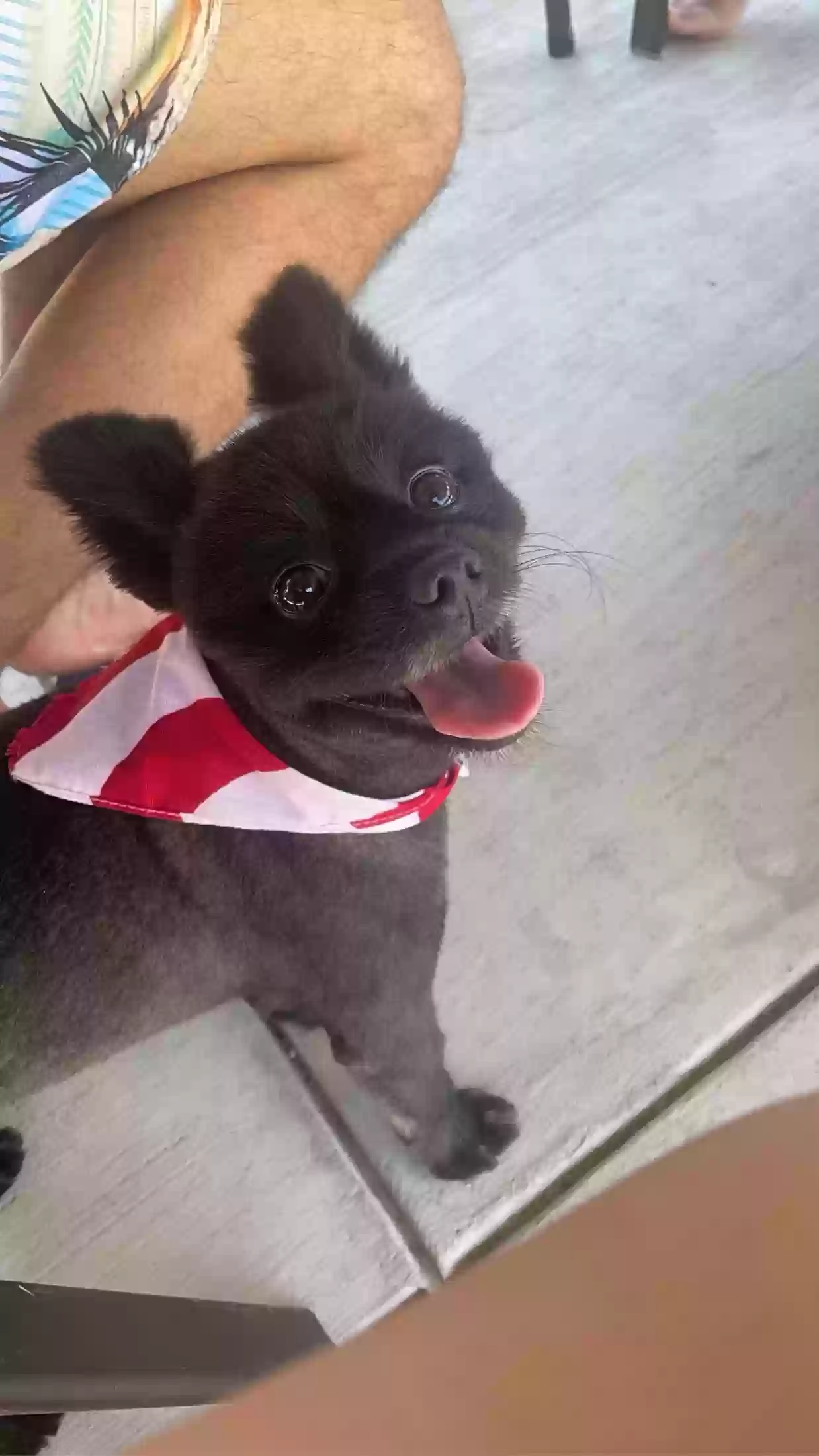 /lostandfound/images/lnfpets/original/177276_photo.webp