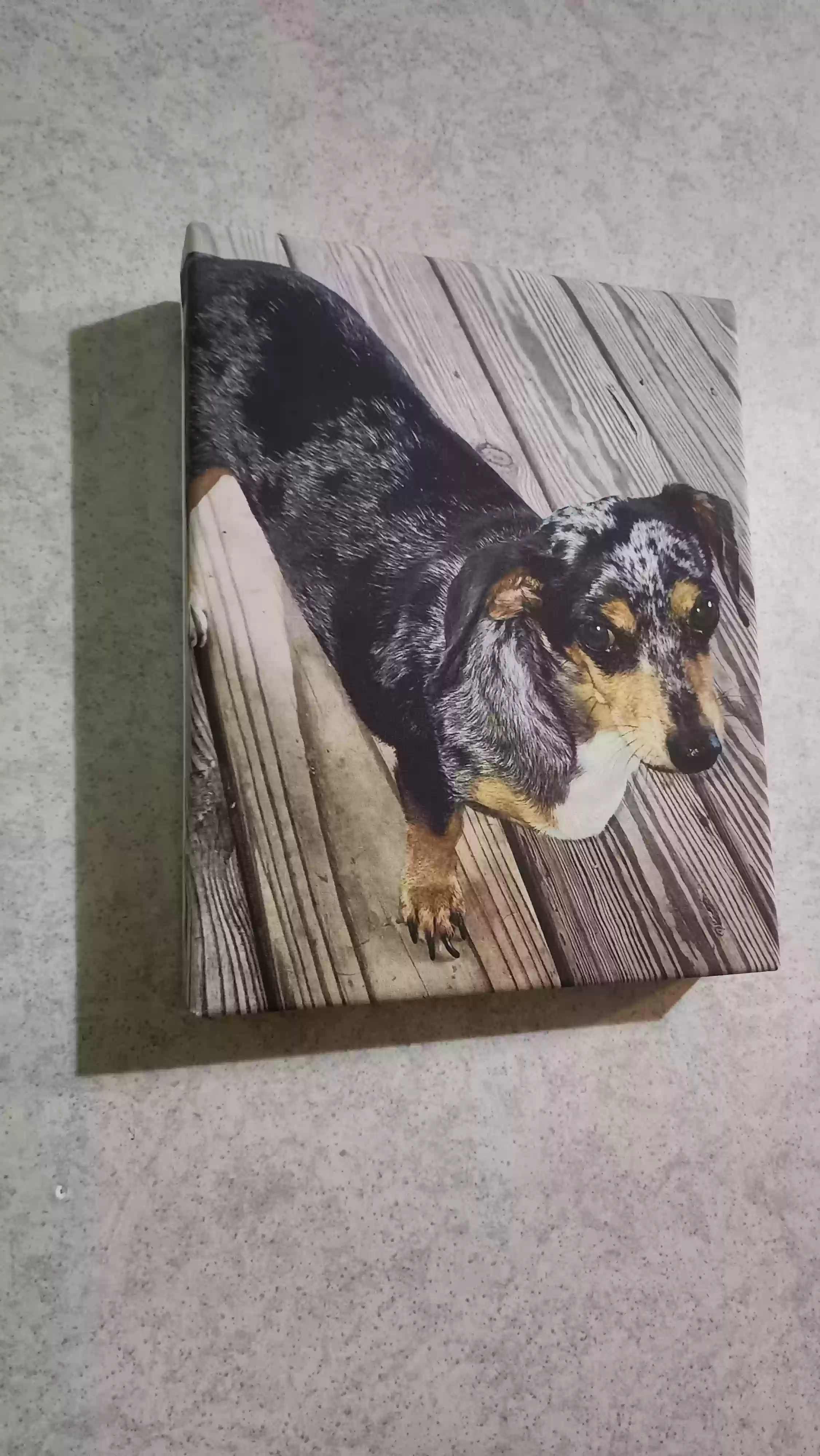 /lostandfound/images/lnfpets/original/177393_photo.webp