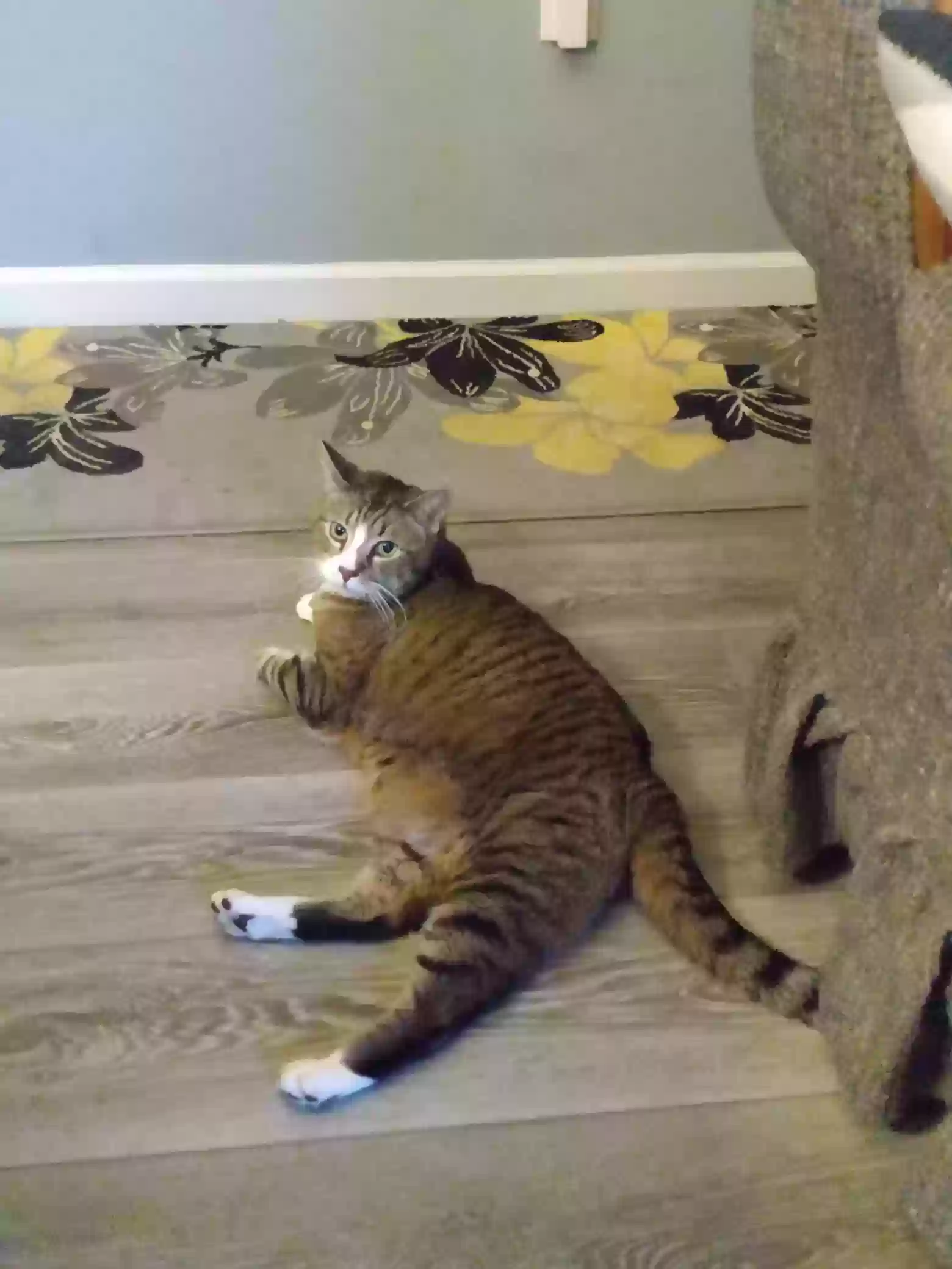 /lostandfound/images/lnfpets/original/177462_photo.webp