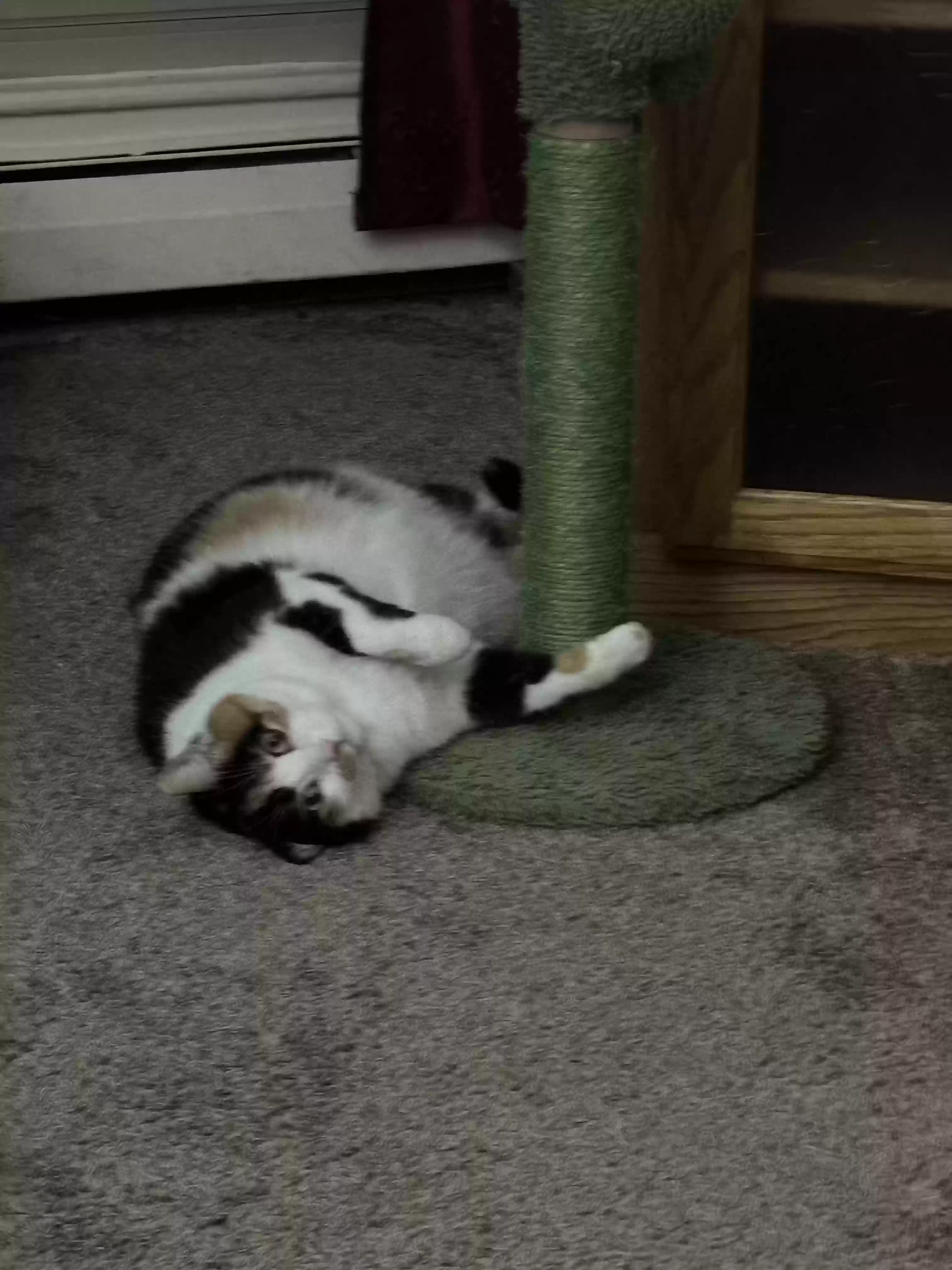 /lostandfound/images/lnfpets/original/177497_photo.webp