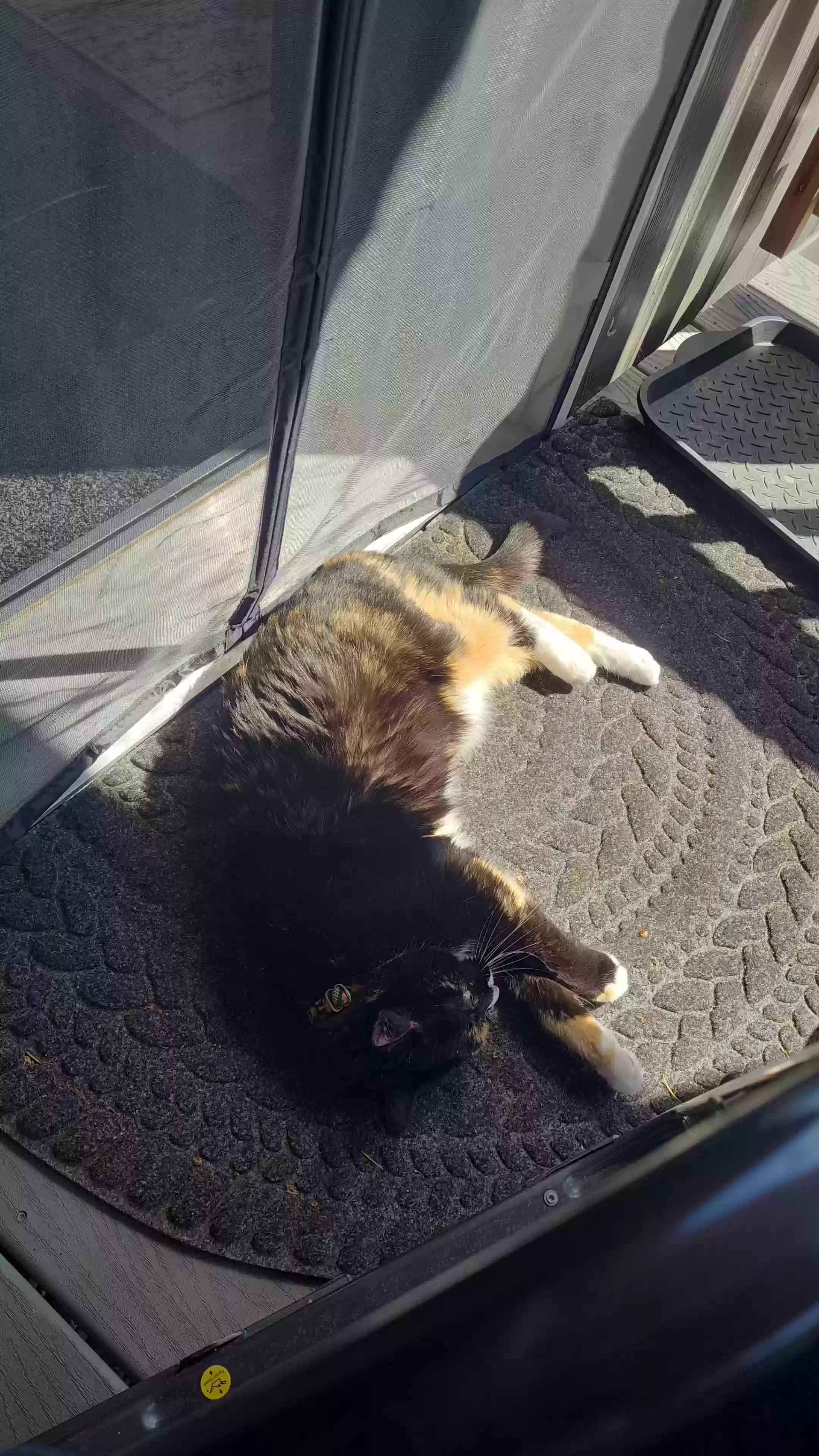 /lostandfound/images/lnfpets/original/177541_photo.webp
