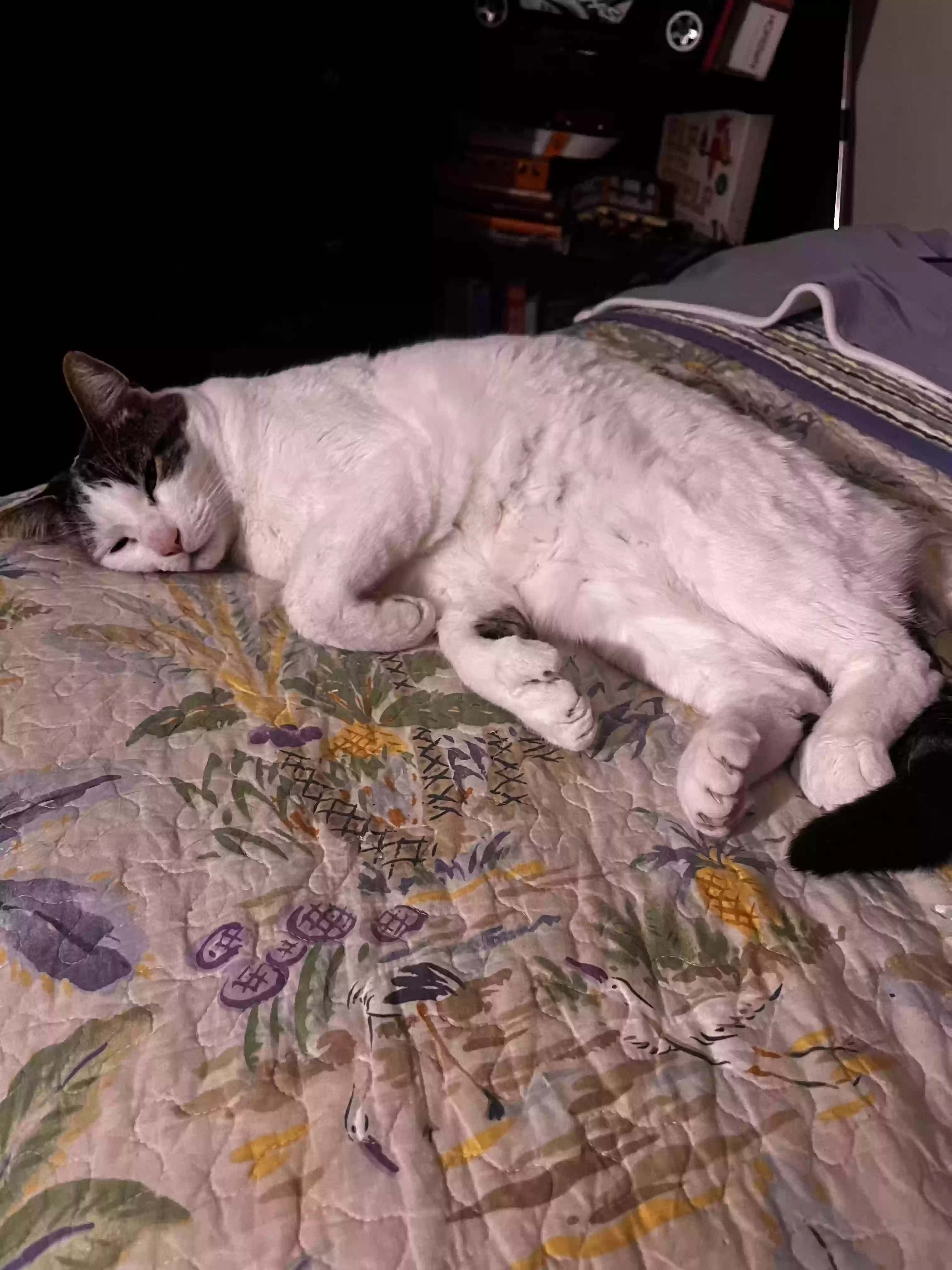 /lostandfound/images/lnfpets/original/177560_photo.webp