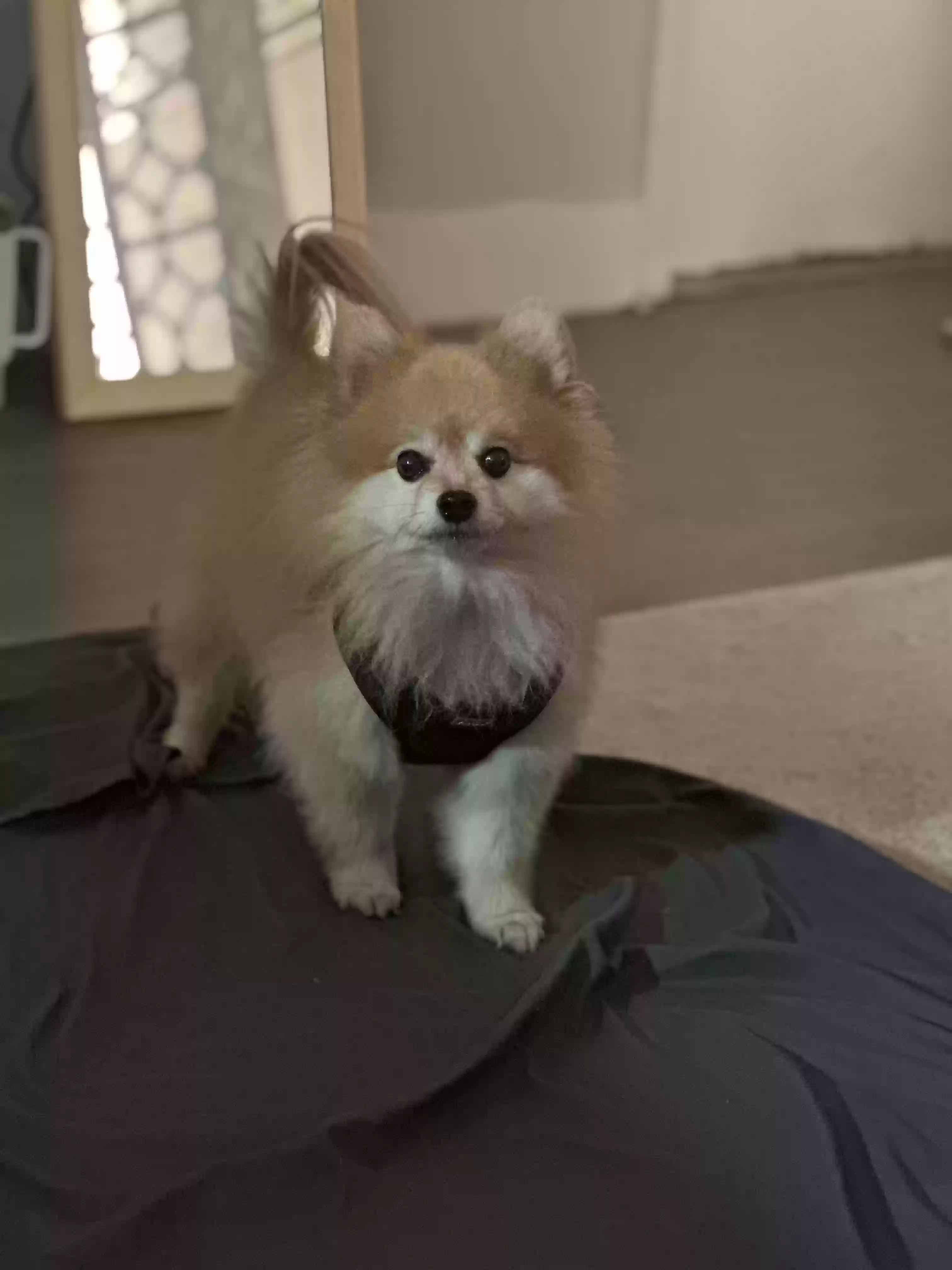 /lostandfound/images/lnfpets/original/177579_photo.webp