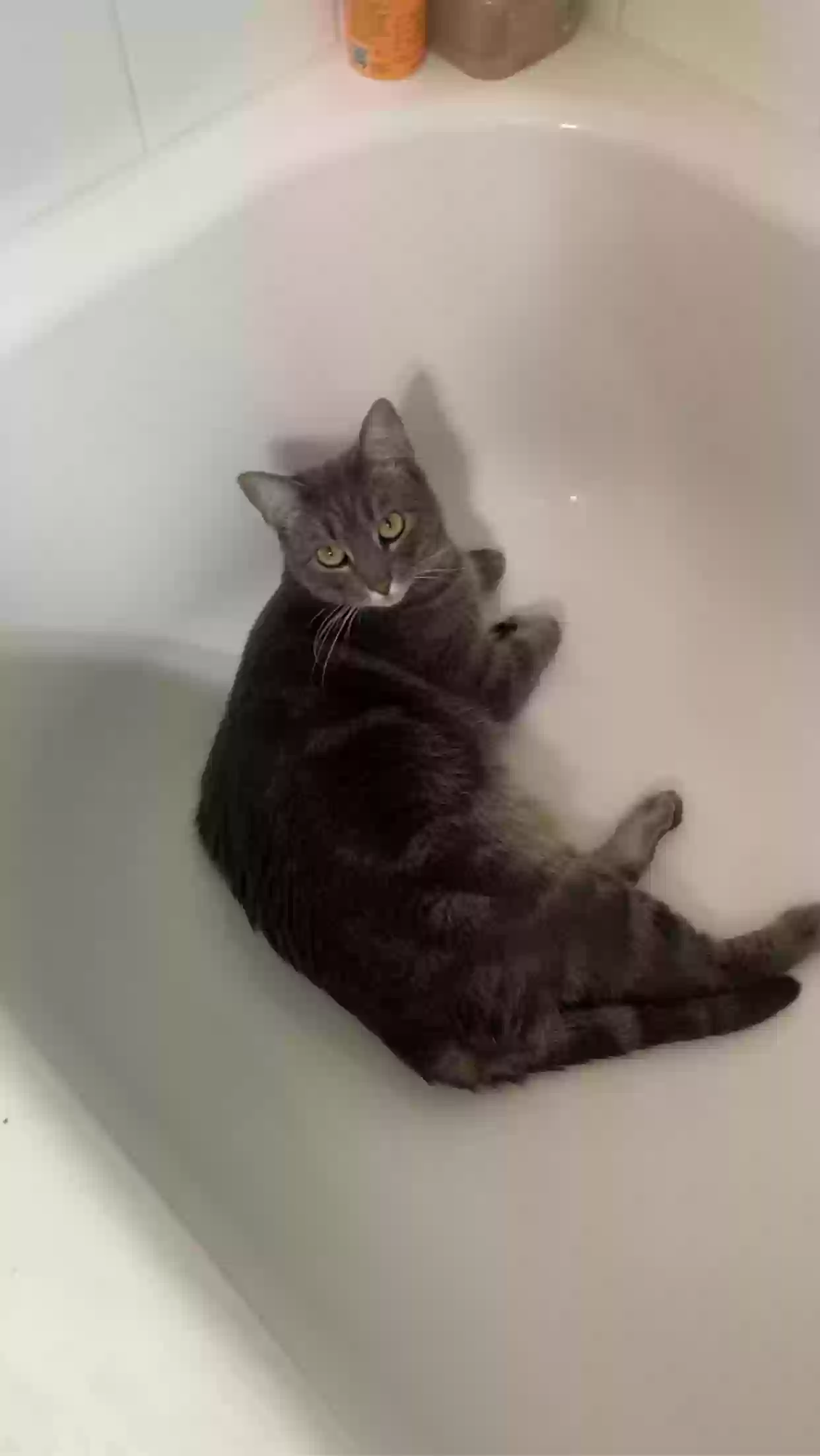 /lostandfound/images/lnfpets/original/177713_photo.webp