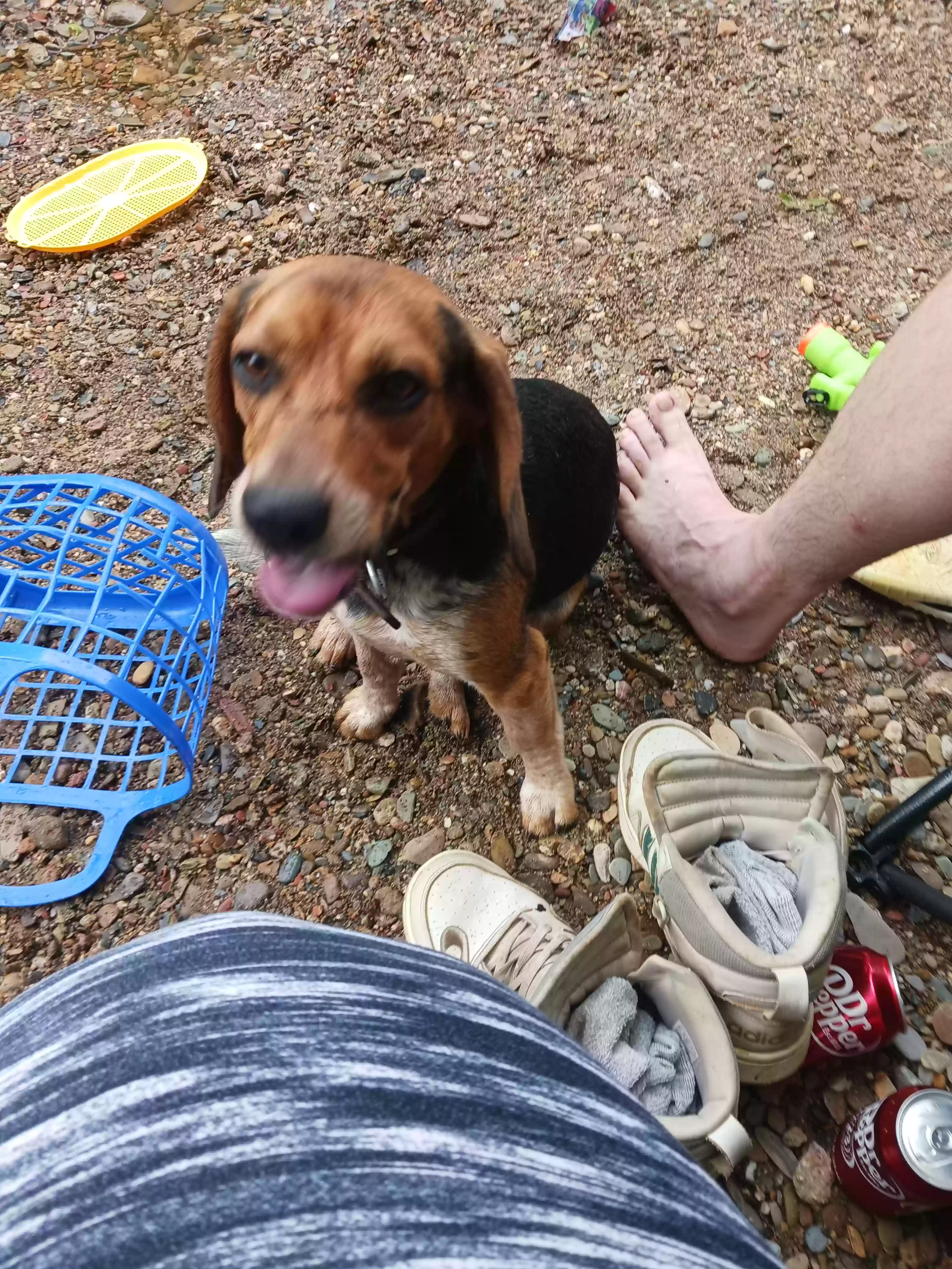 /lostandfound/images/lnfpets/original/177732_photo.webp
