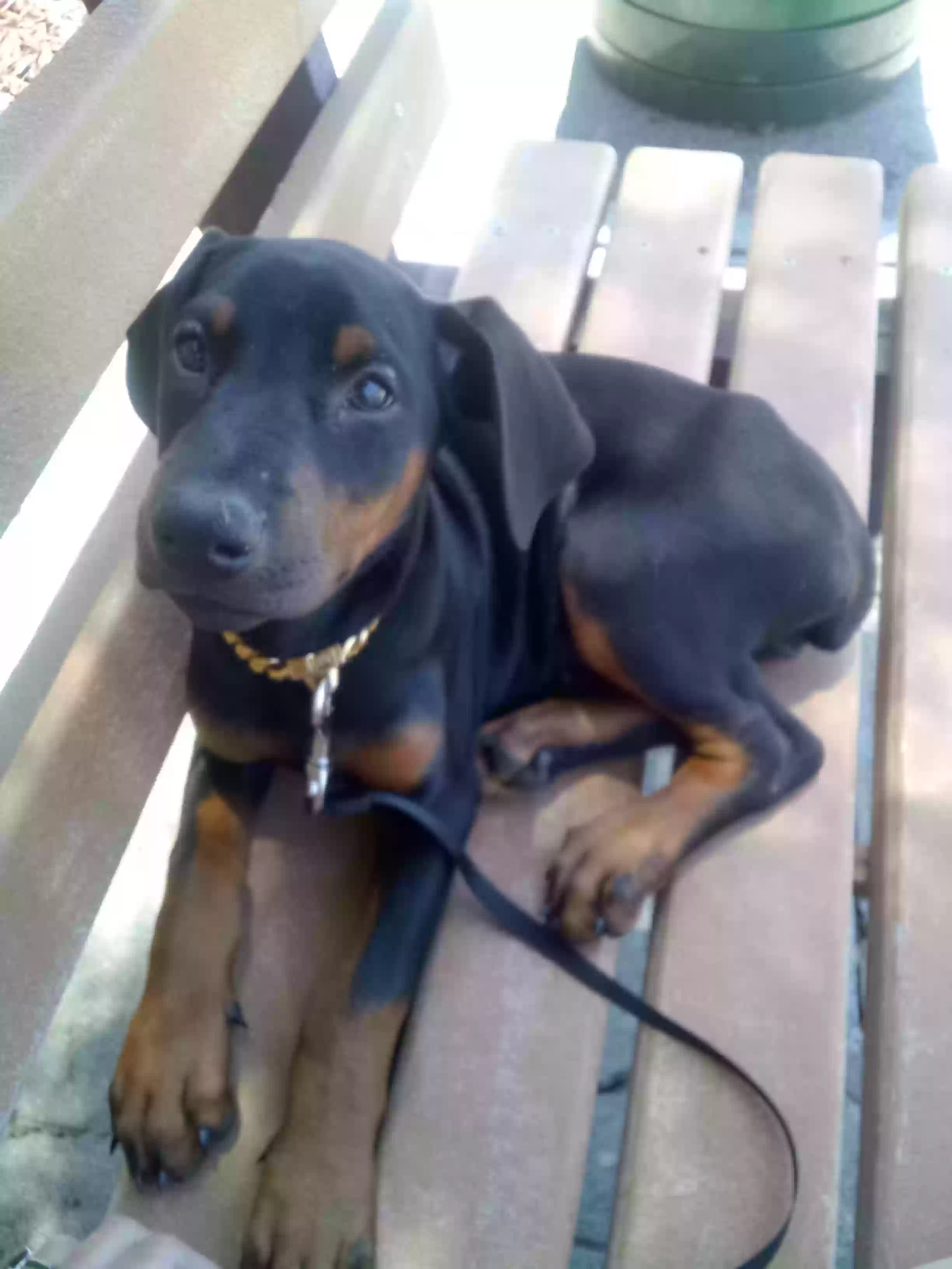 /lostandfound/images/lnfpets/original/177761_photo.webp