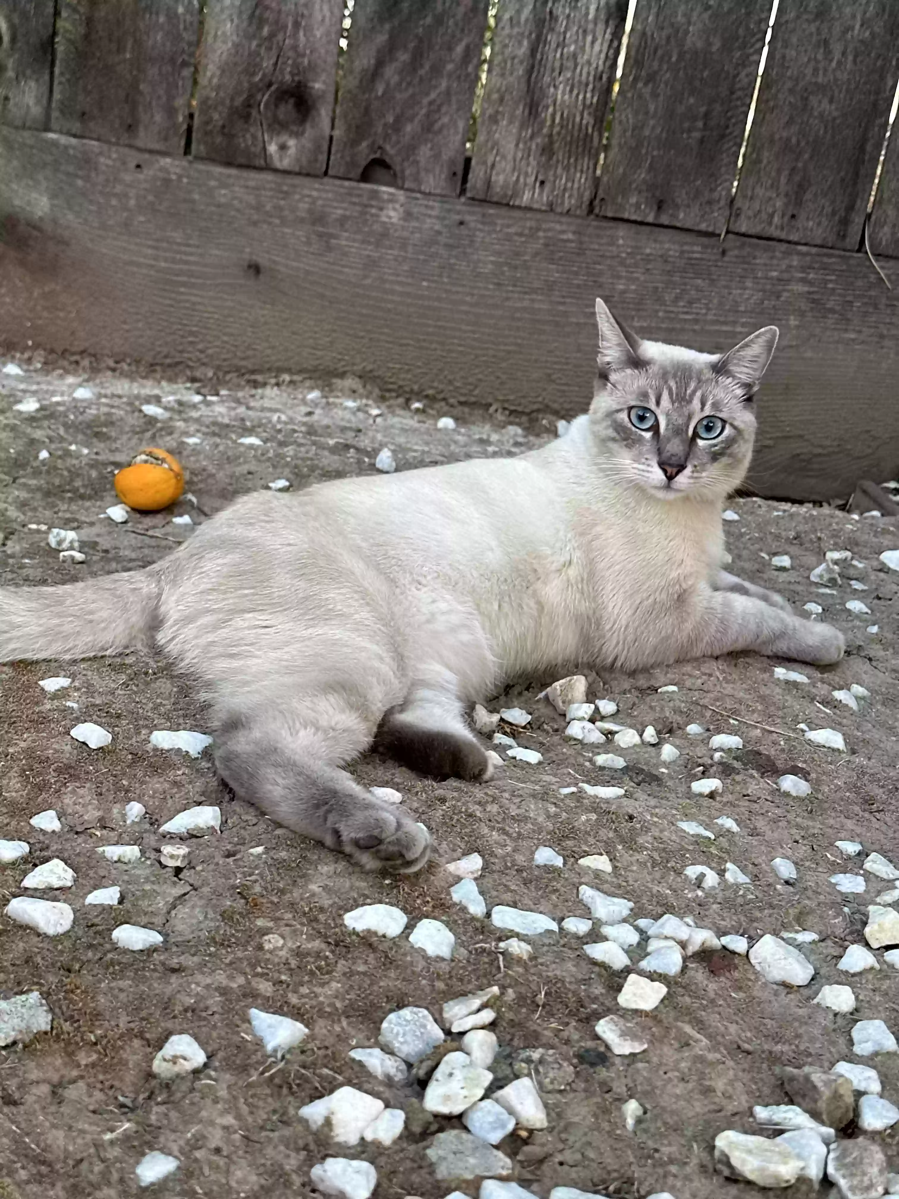 /lostandfound/images/lnfpets/original/177821_photo.webp