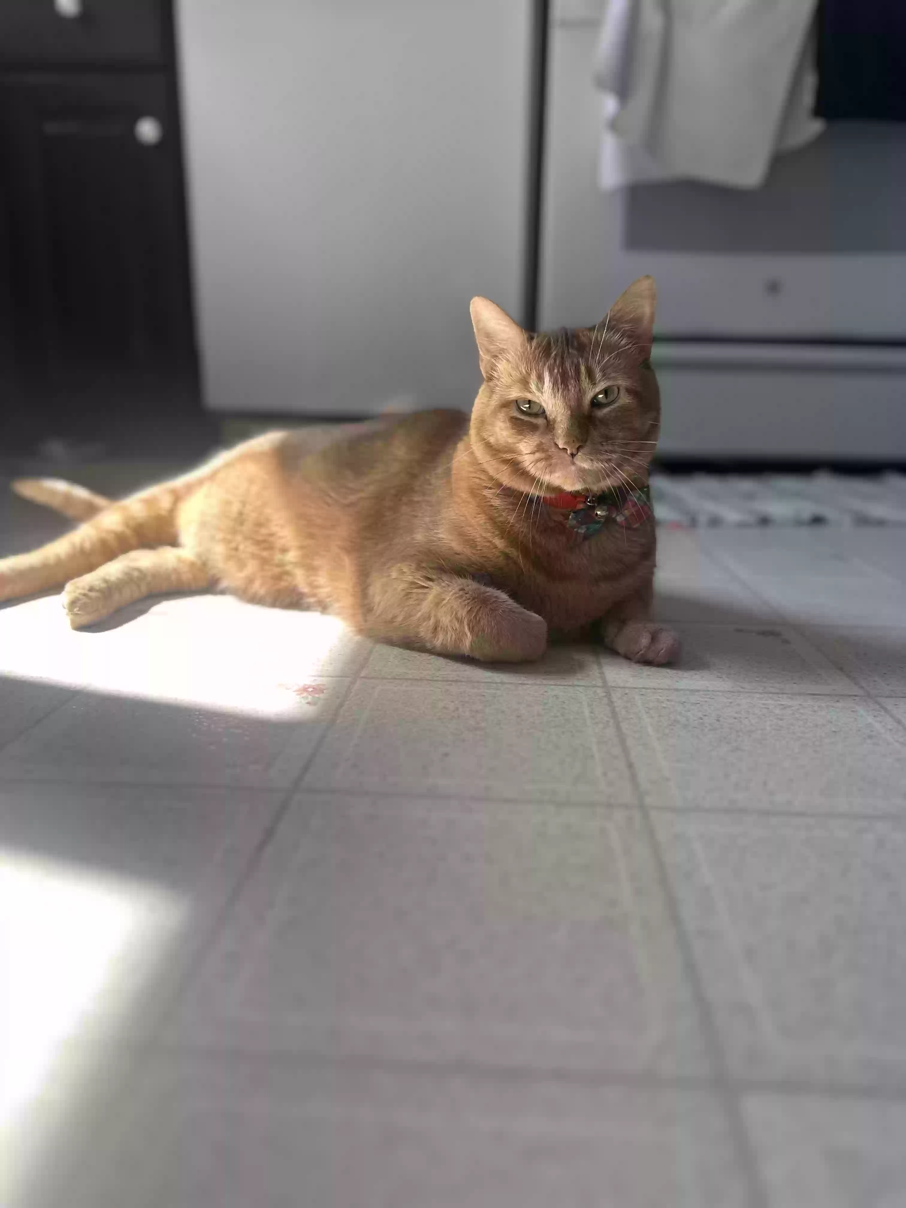 /lostandfound/images/lnfpets/original/177843_photo.webp