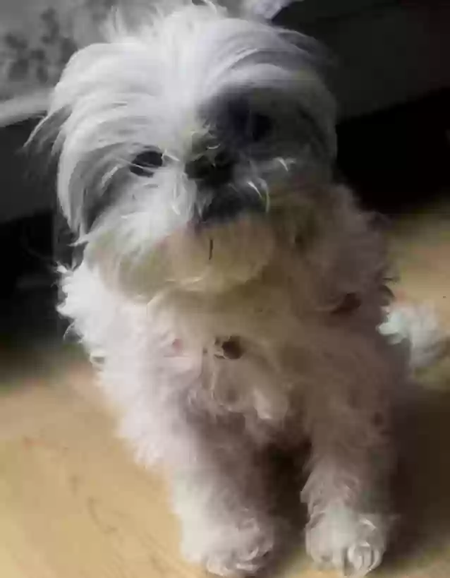 /lostandfound/images/lnfpets/original/177867_photo.webp