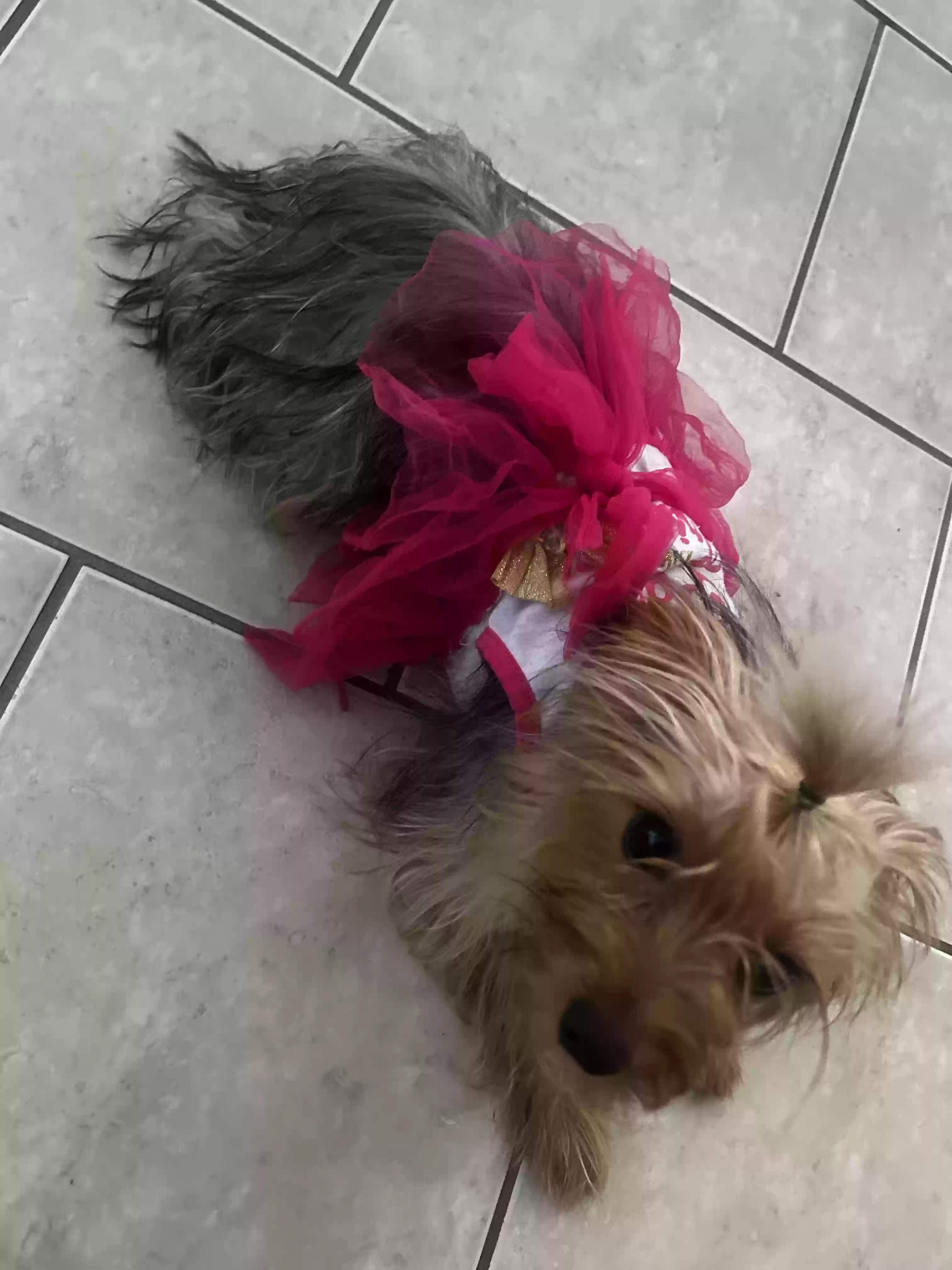 /lostandfound/images/lnfpets/original/177903_photo.webp