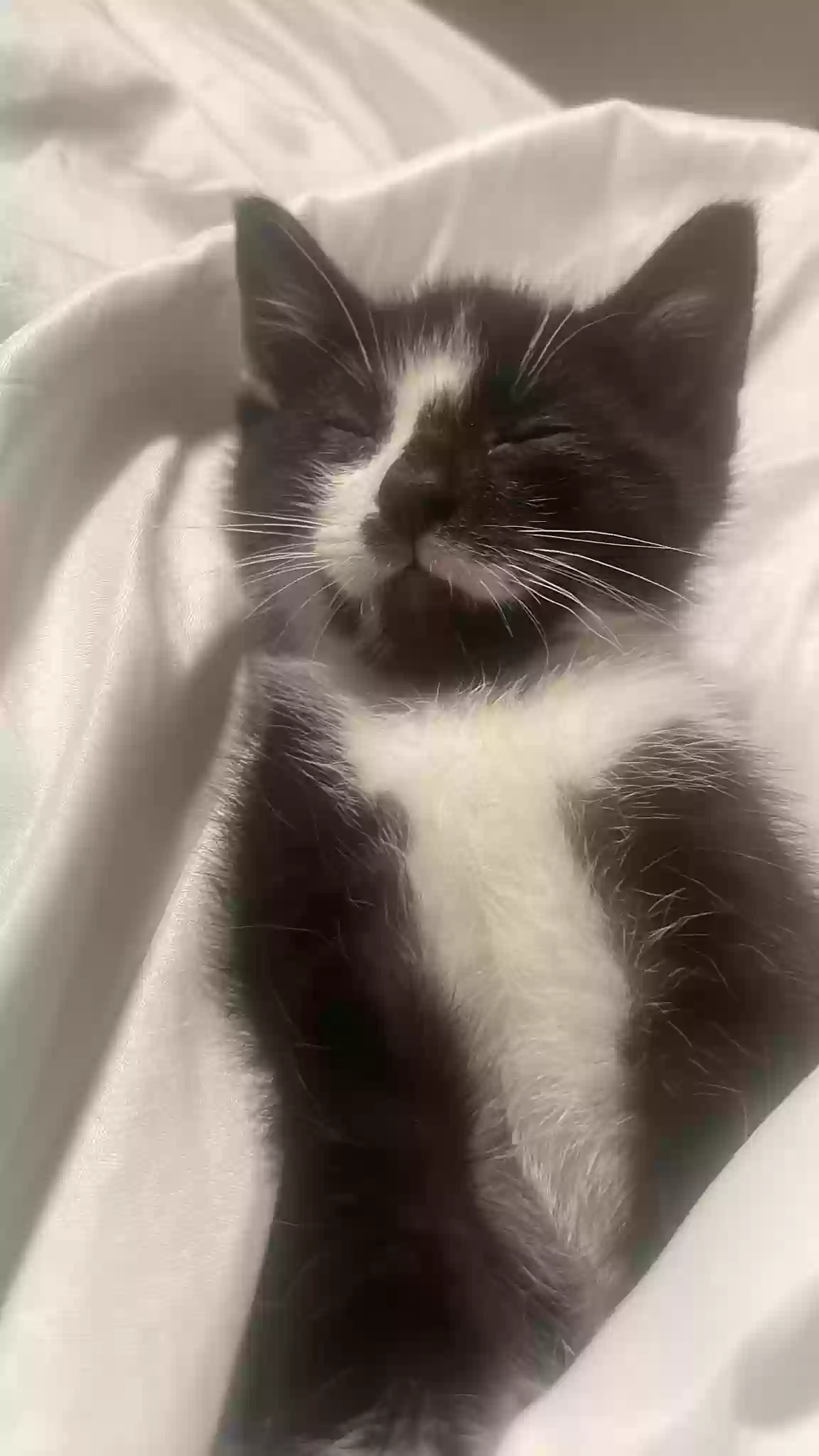 /lostandfound/images/lnfpets/original/177904_photo.webp