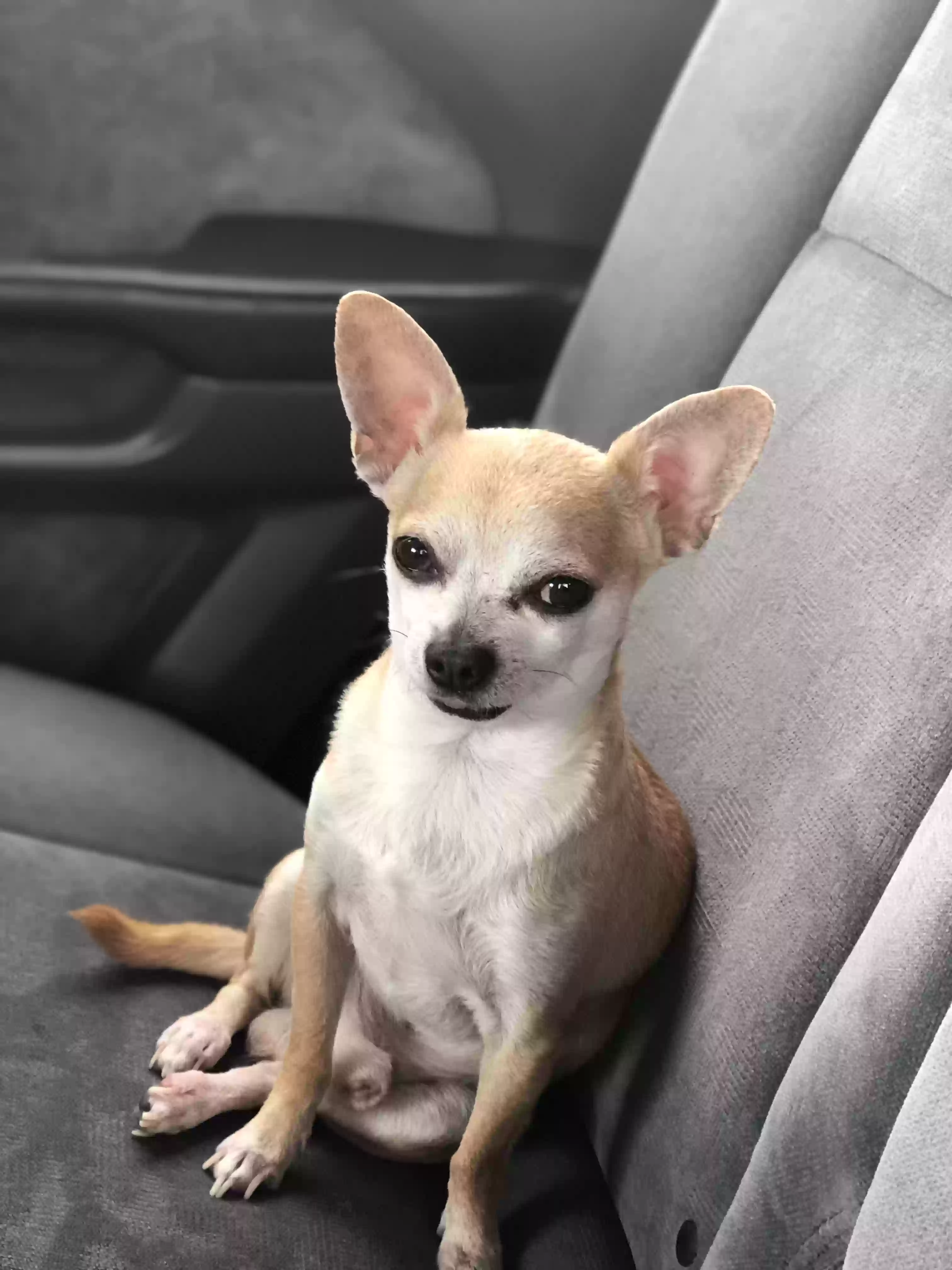 /lostandfound/images/lnfpets/original/177963_photo.webp