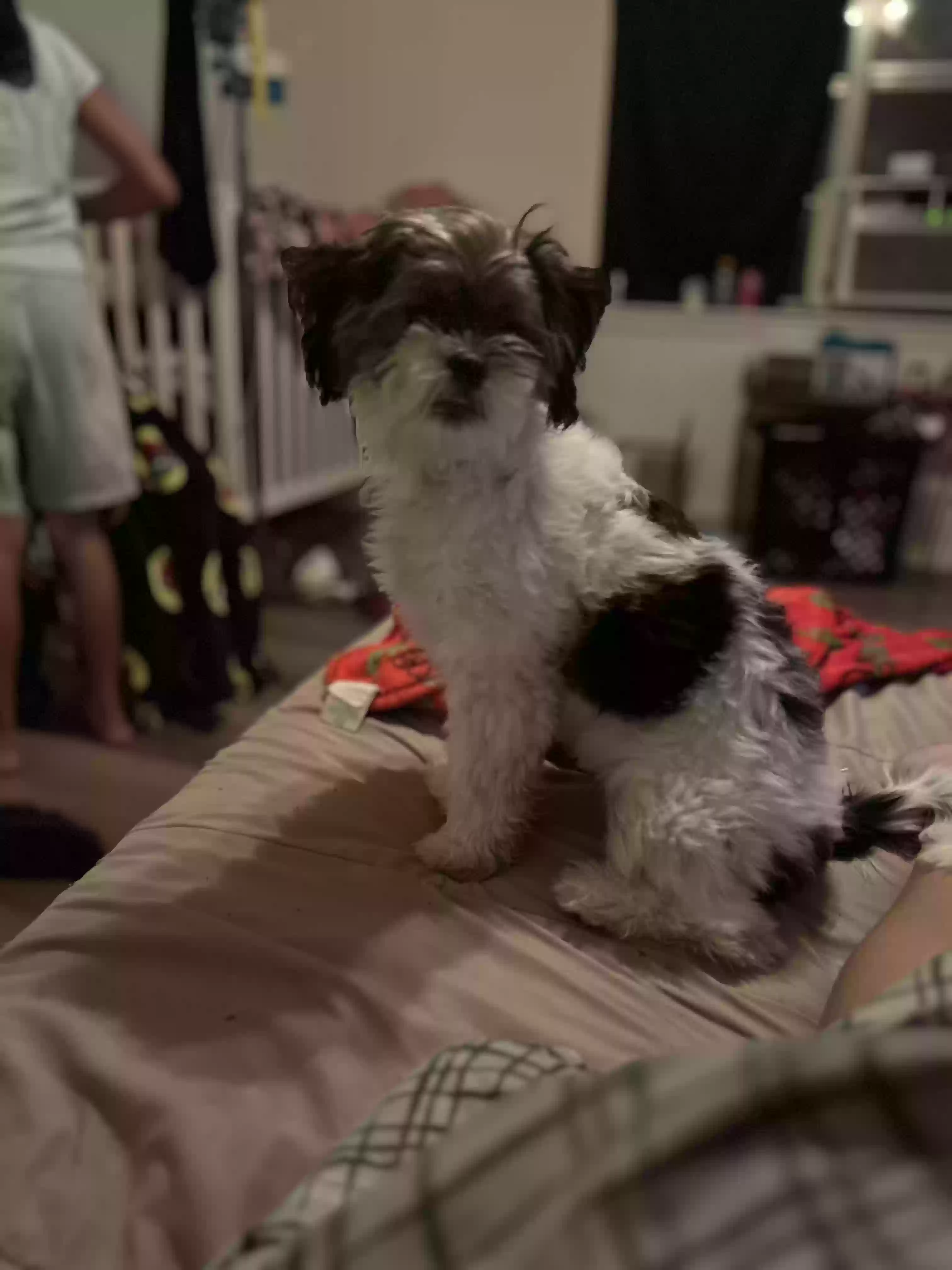 /lostandfound/images/lnfpets/original/178021_photo.webp