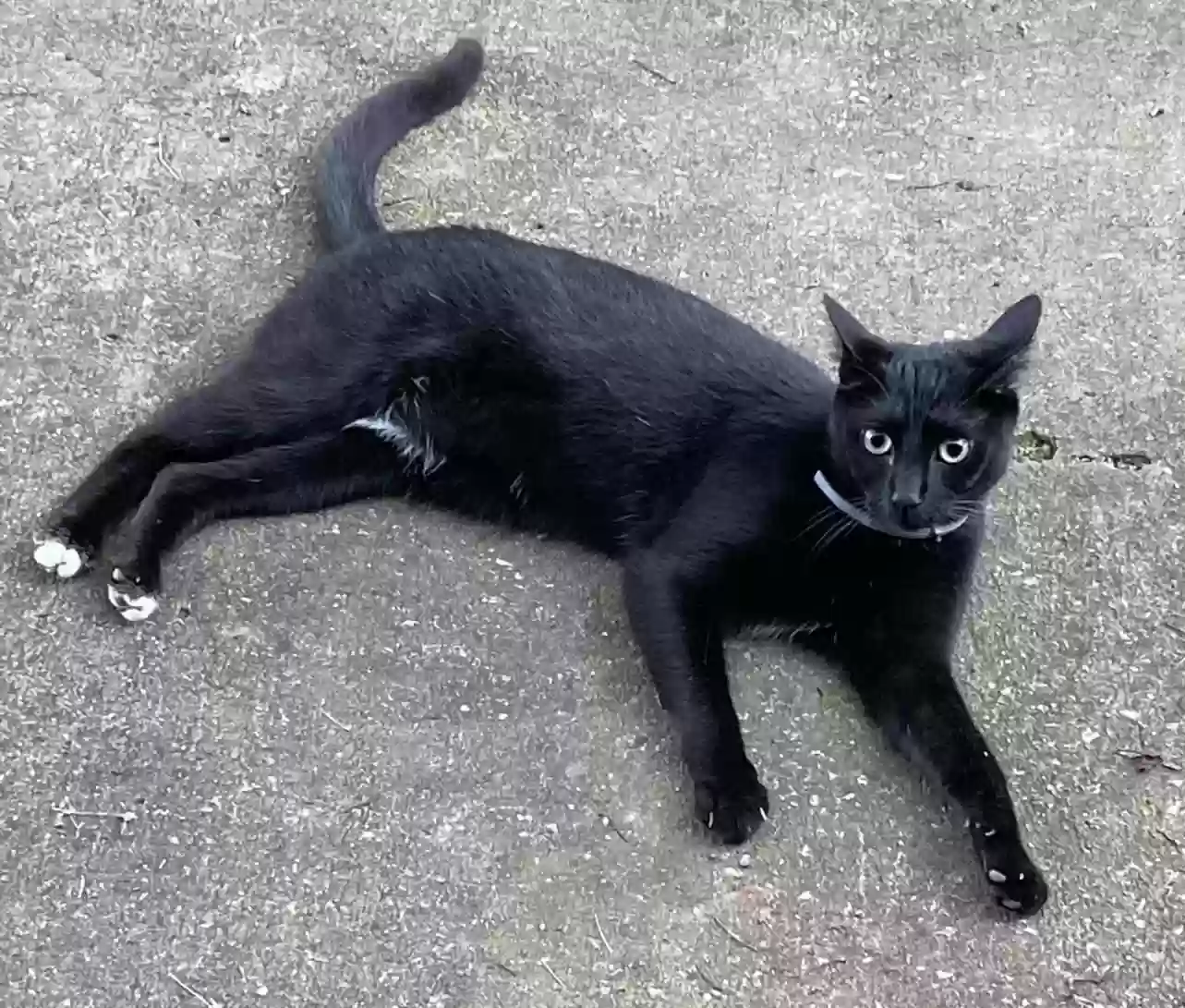/lostandfound/images/lnfpets/original/178042_photo.webp