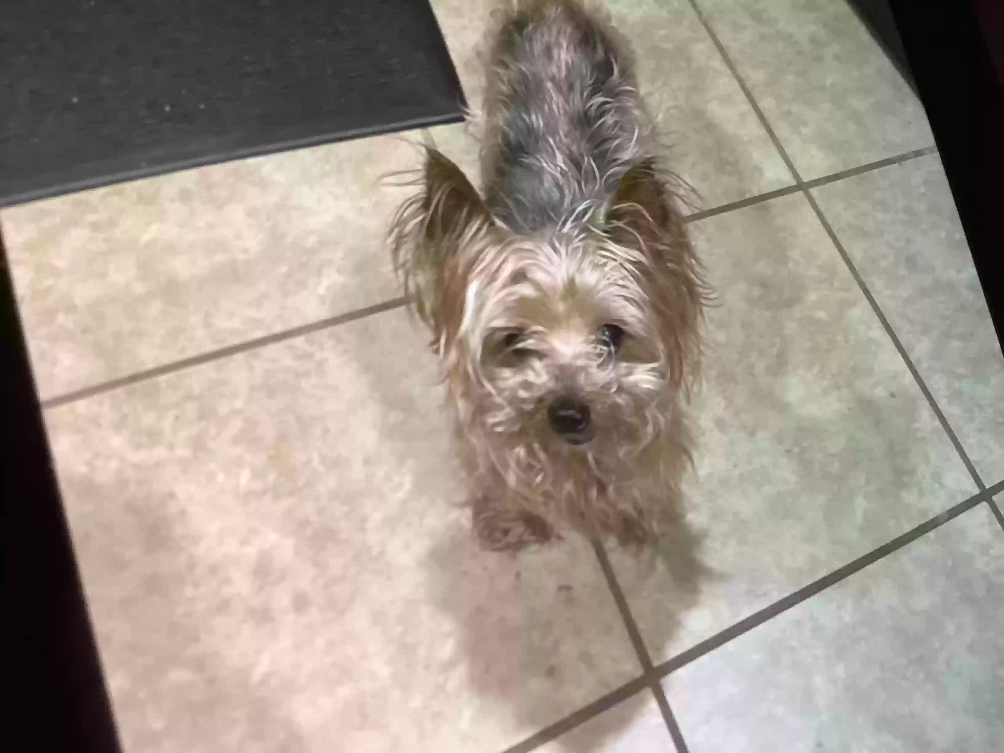 /lostandfound/images/lnfpets/original/178068_photo.webp