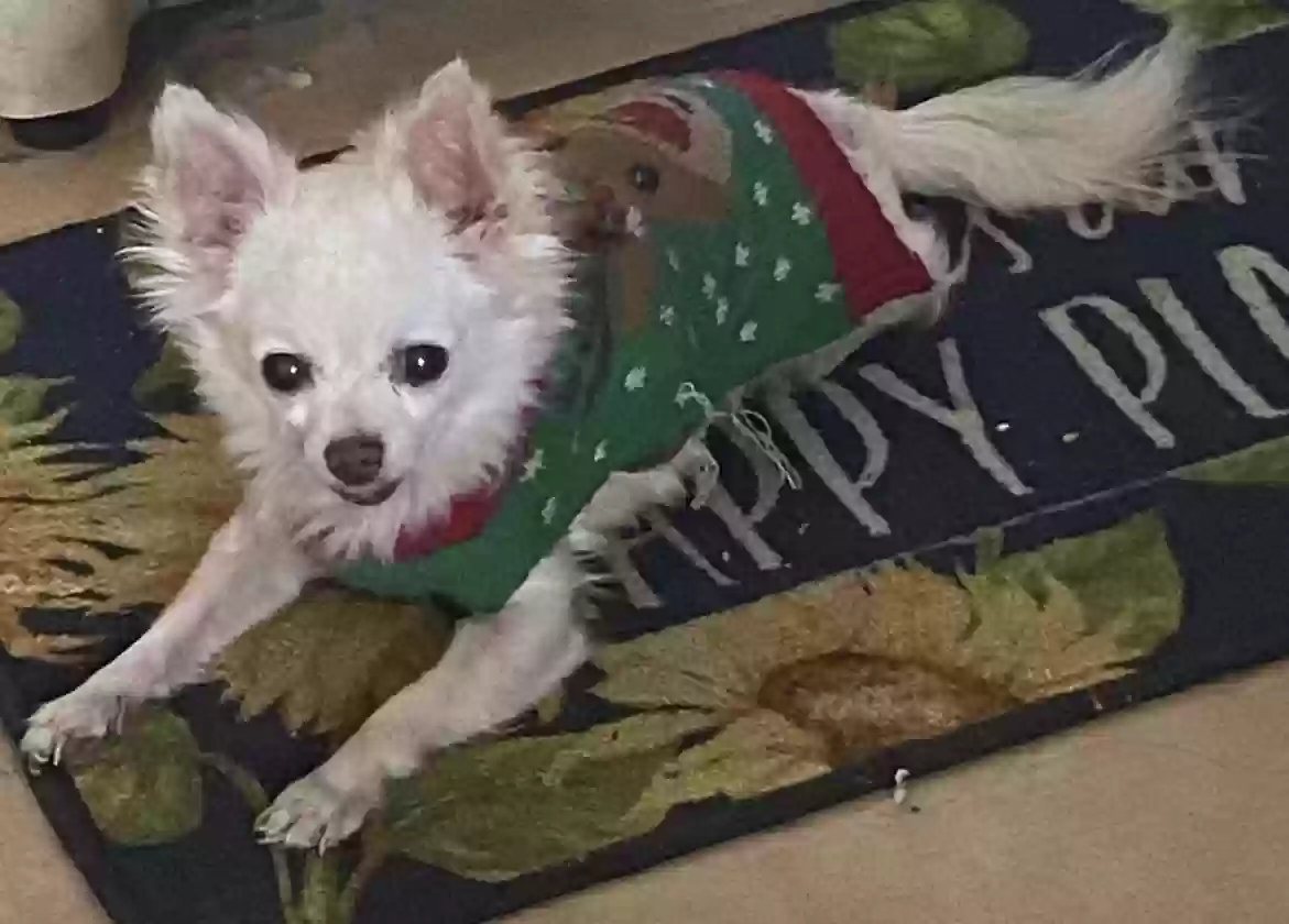 /lostandfound/images/lnfpets/original/178097_photo.webp