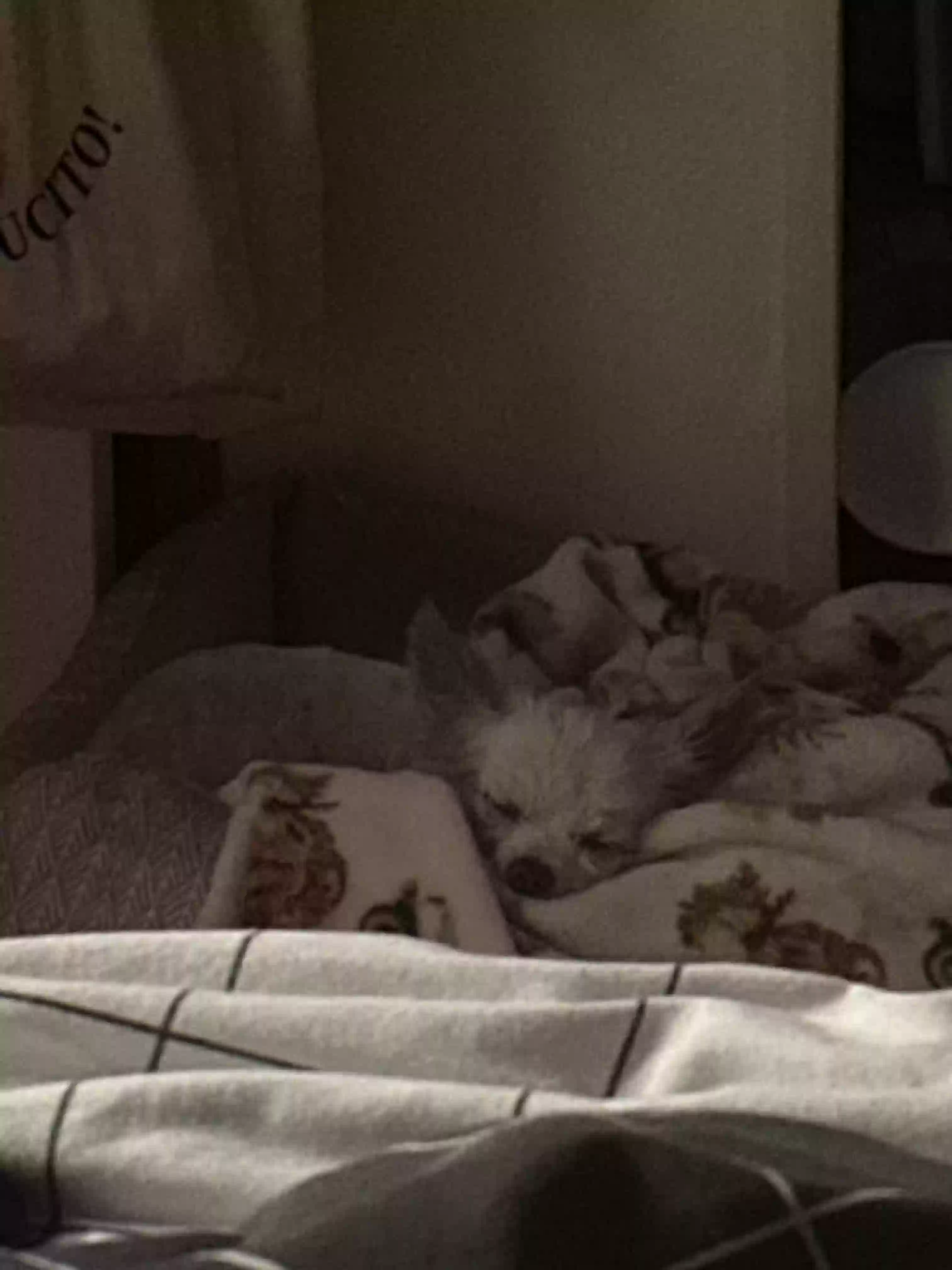 /lostandfound/images/lnfpets/original/178108_photo.webp