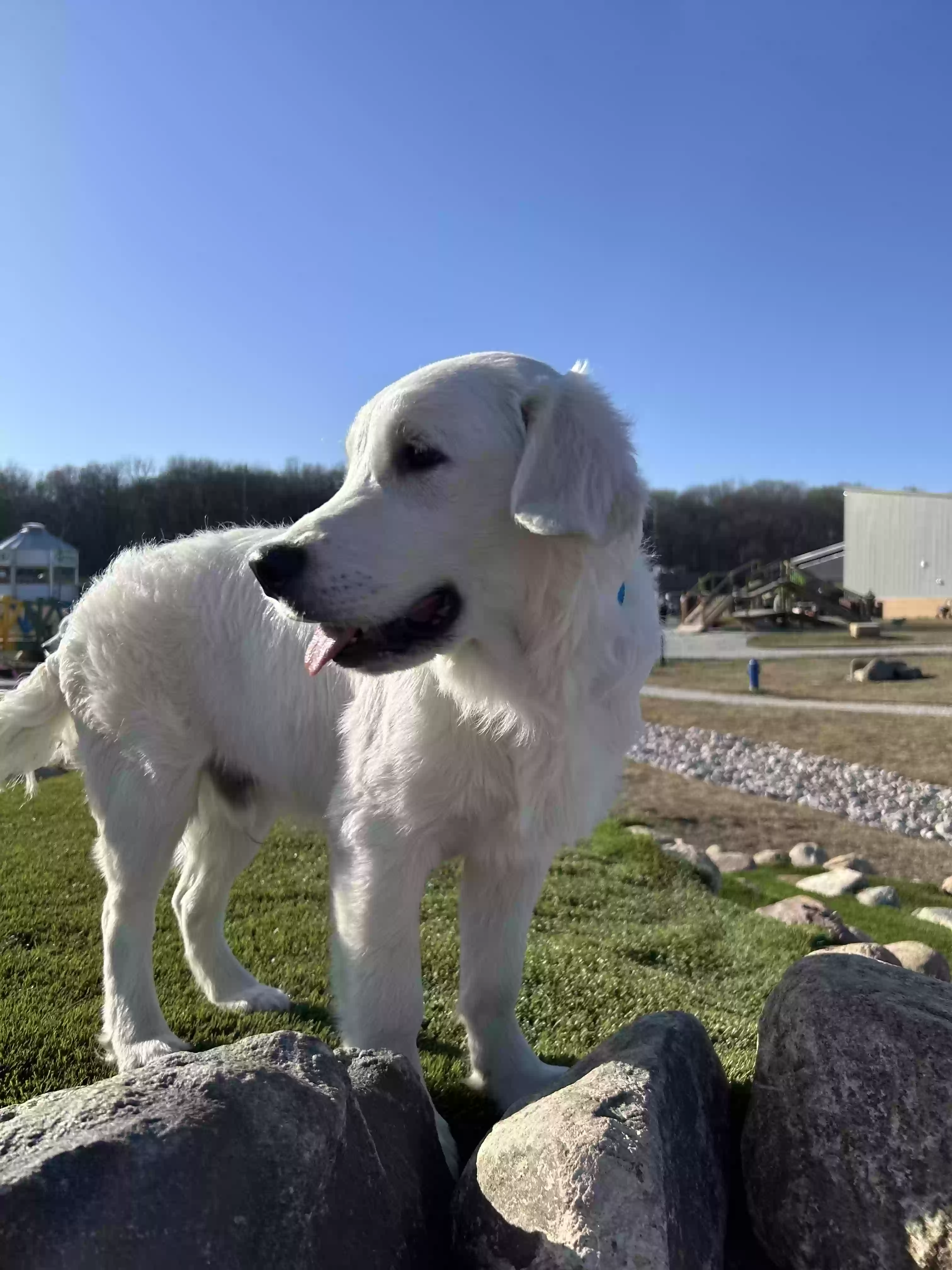/lostandfound/images/lnfpets/original/178196_photo.webp