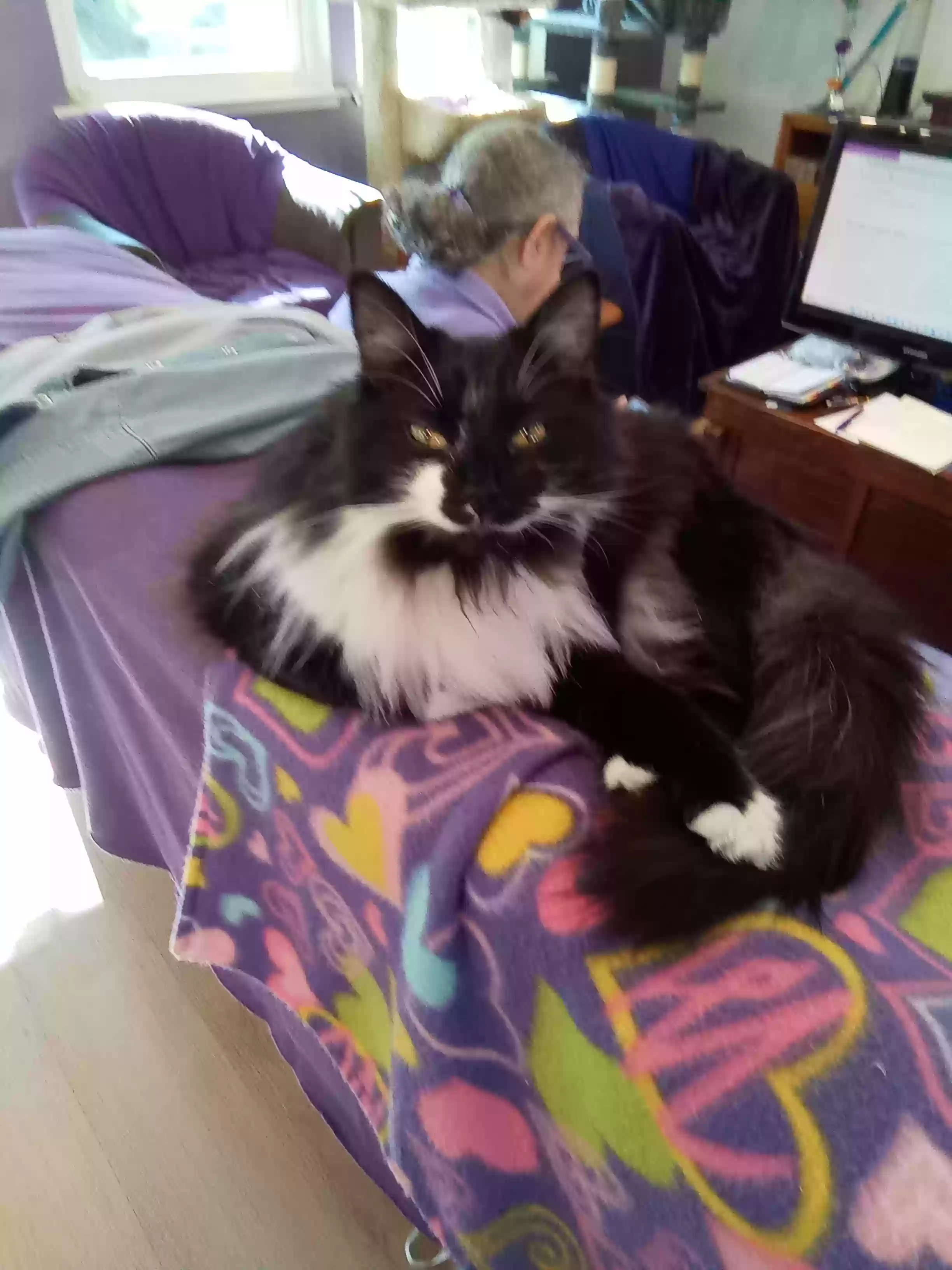 /lostandfound/images/lnfpets/original/178241_photo.webp