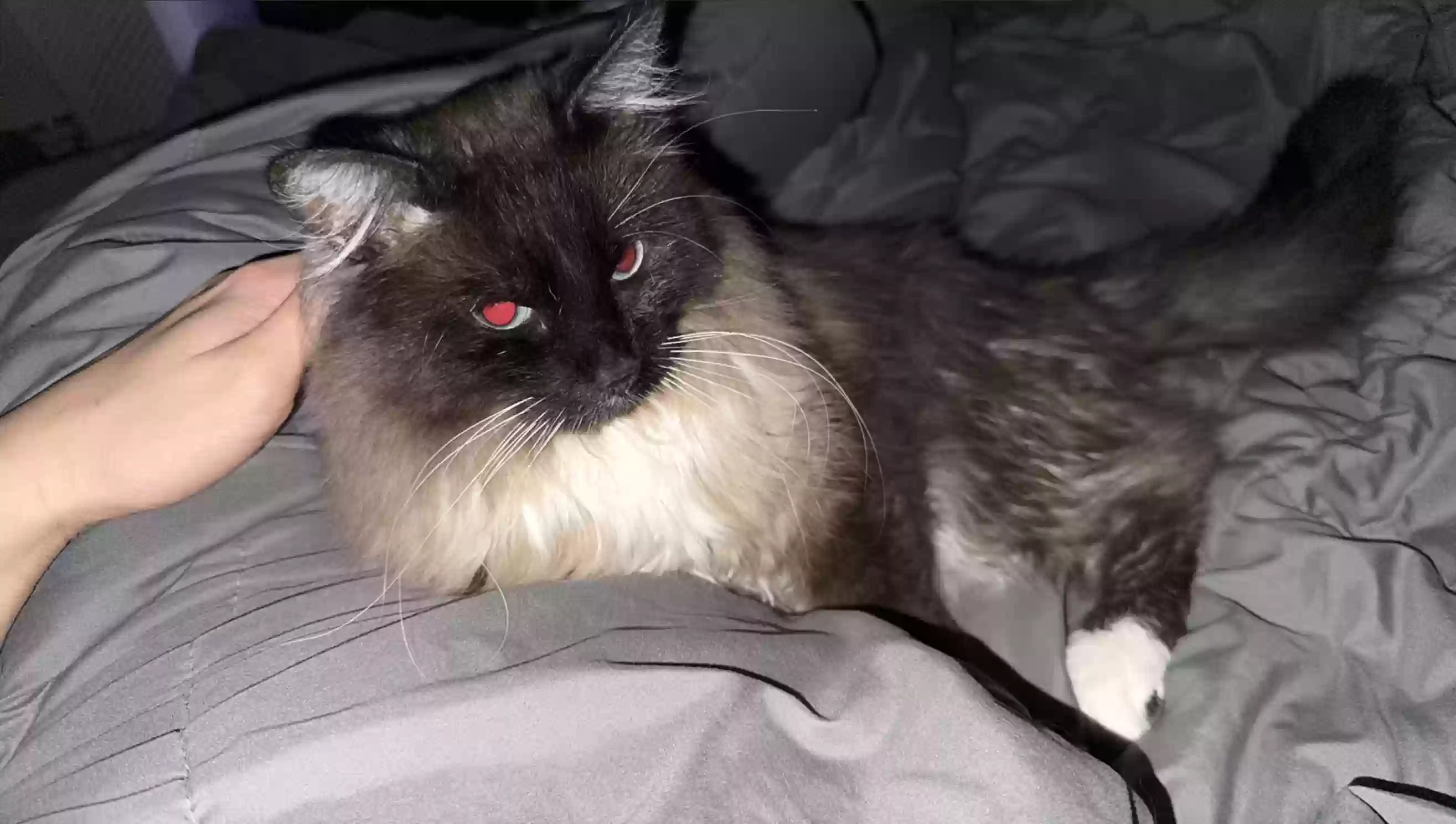 /lostandfound/images/lnfpets/original/178246_photo.webp