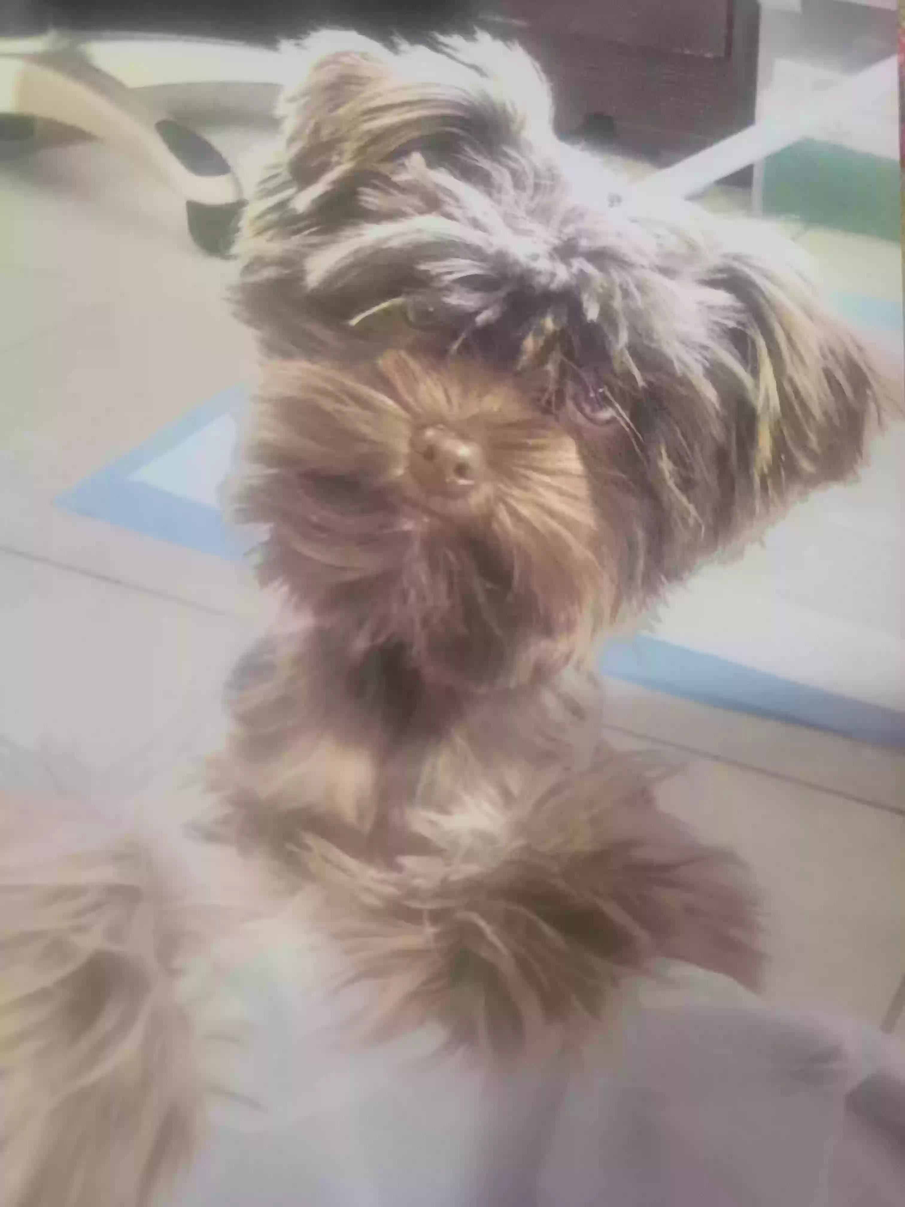 /lostandfound/images/lnfpets/original/178317_3764_20240620_120956.webp