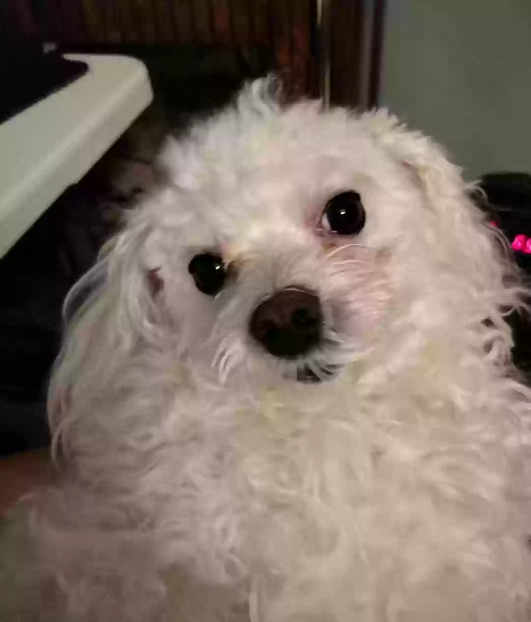 /lostandfound/images/lnfpets/original/178381_photo.webp