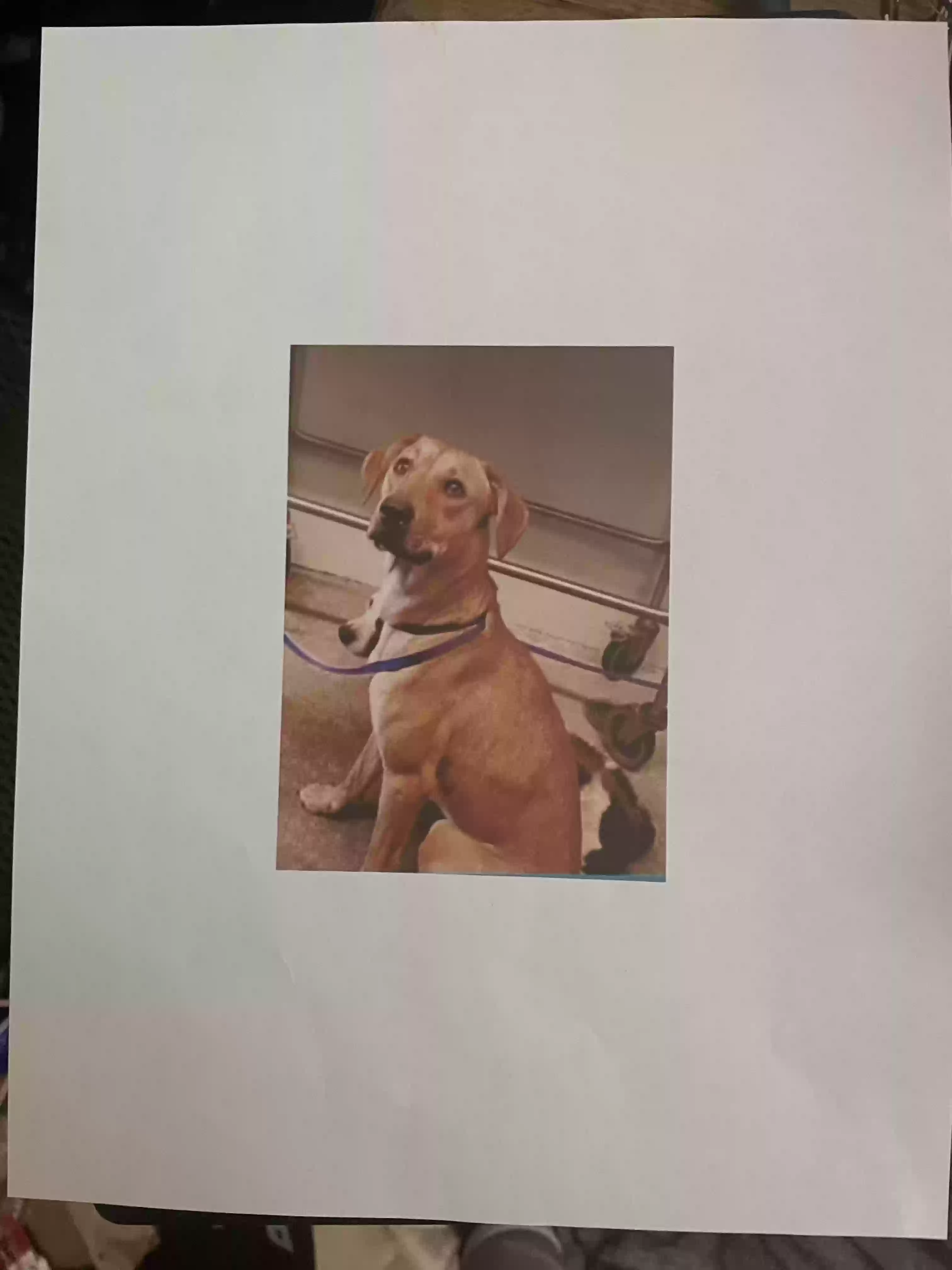 /lostandfound/images/lnfpets/original/178386_photo.webp