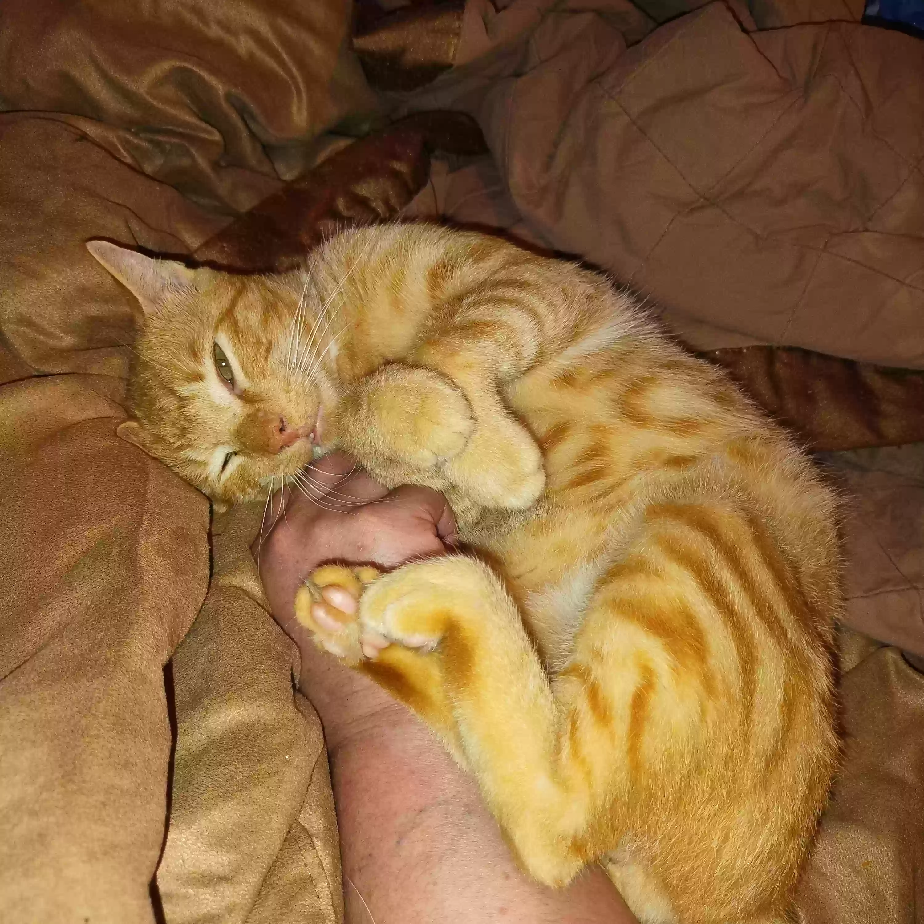 /lostandfound/images/lnfpets/original/178393_photo.webp