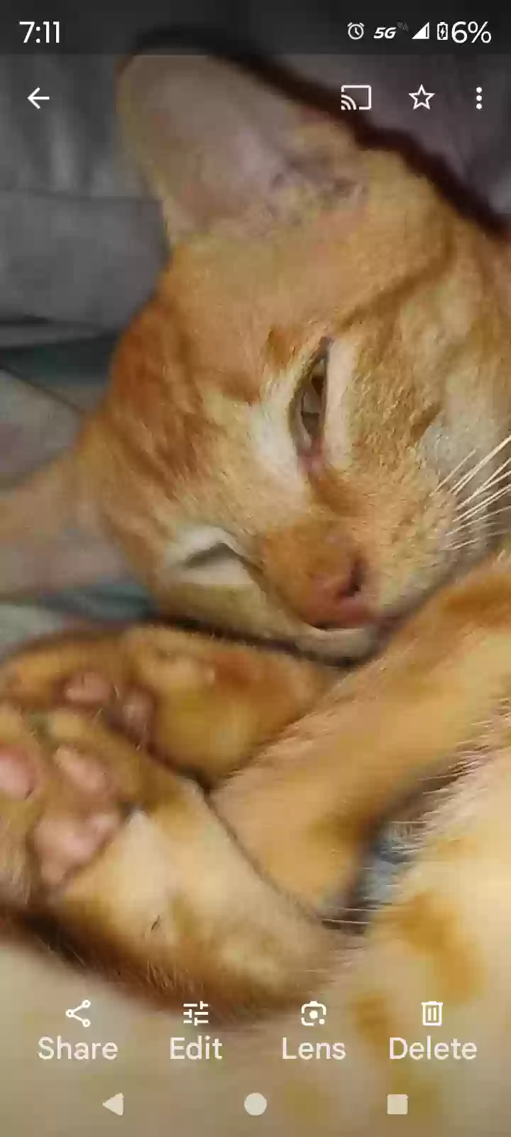 /lostandfound/images/lnfpets/original/178394_8736_Screenshot_20240818-071100.webp