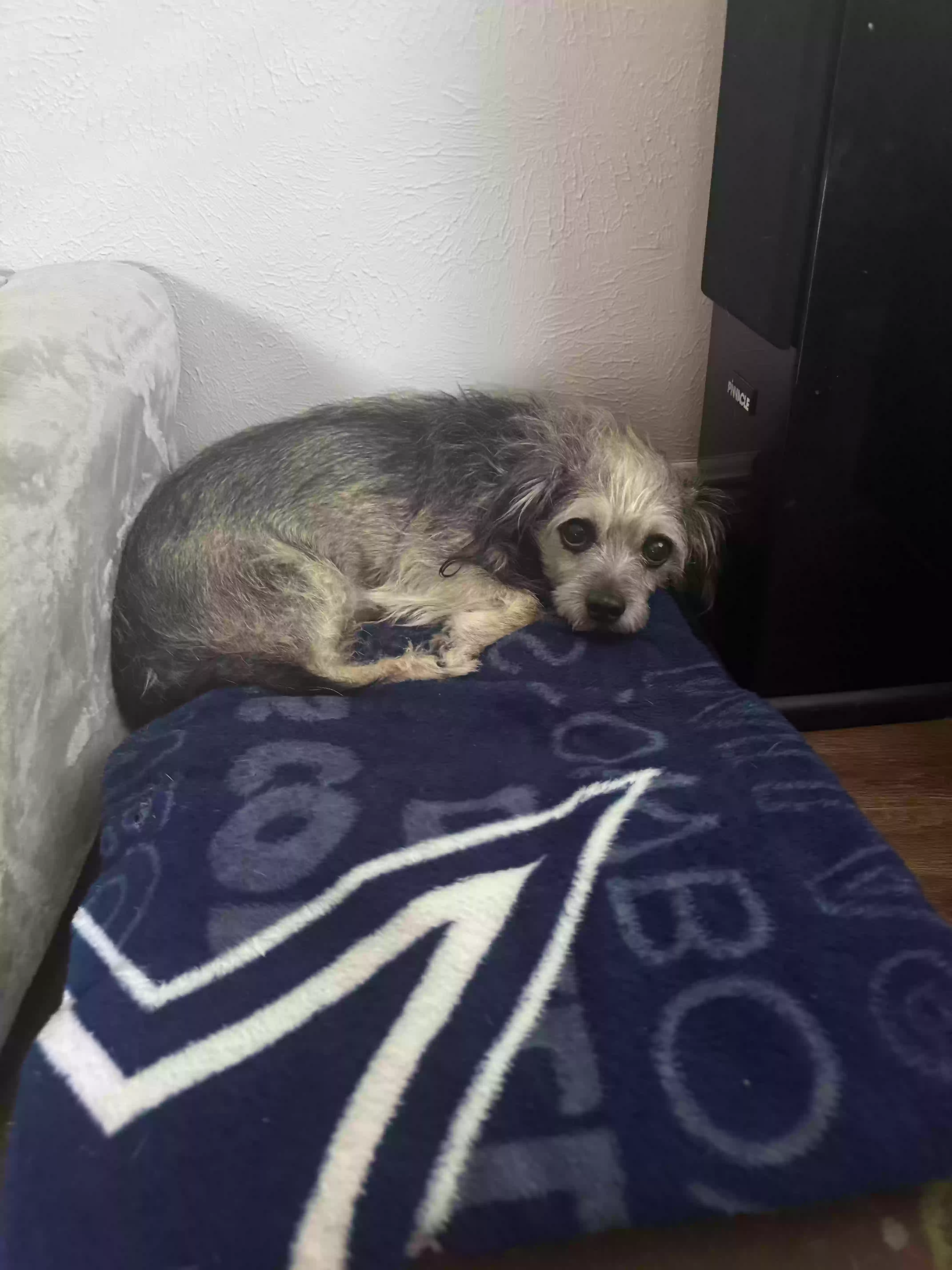 /lostandfound/images/lnfpets/original/178412_photo.webp