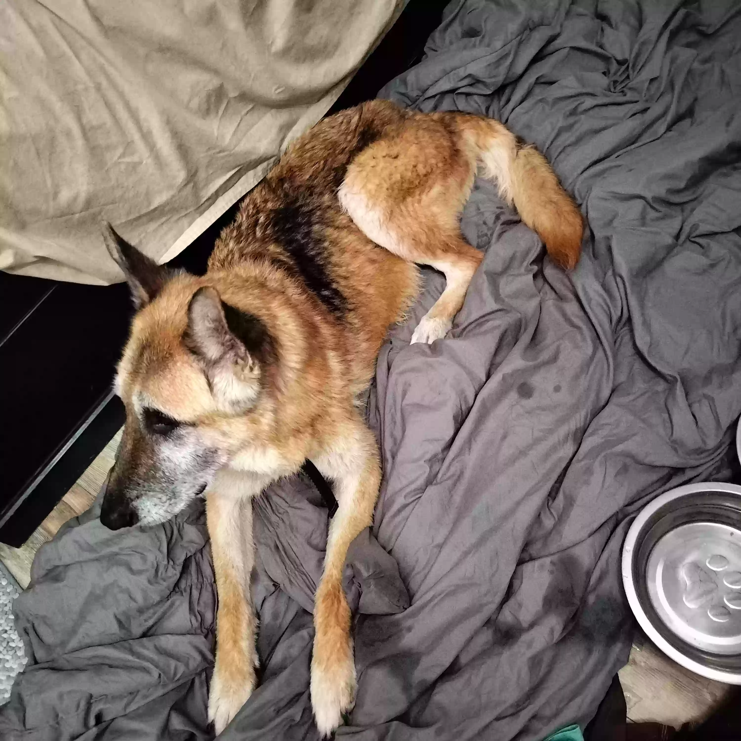 /lostandfound/images/lnfpets/original/178416_photo.webp