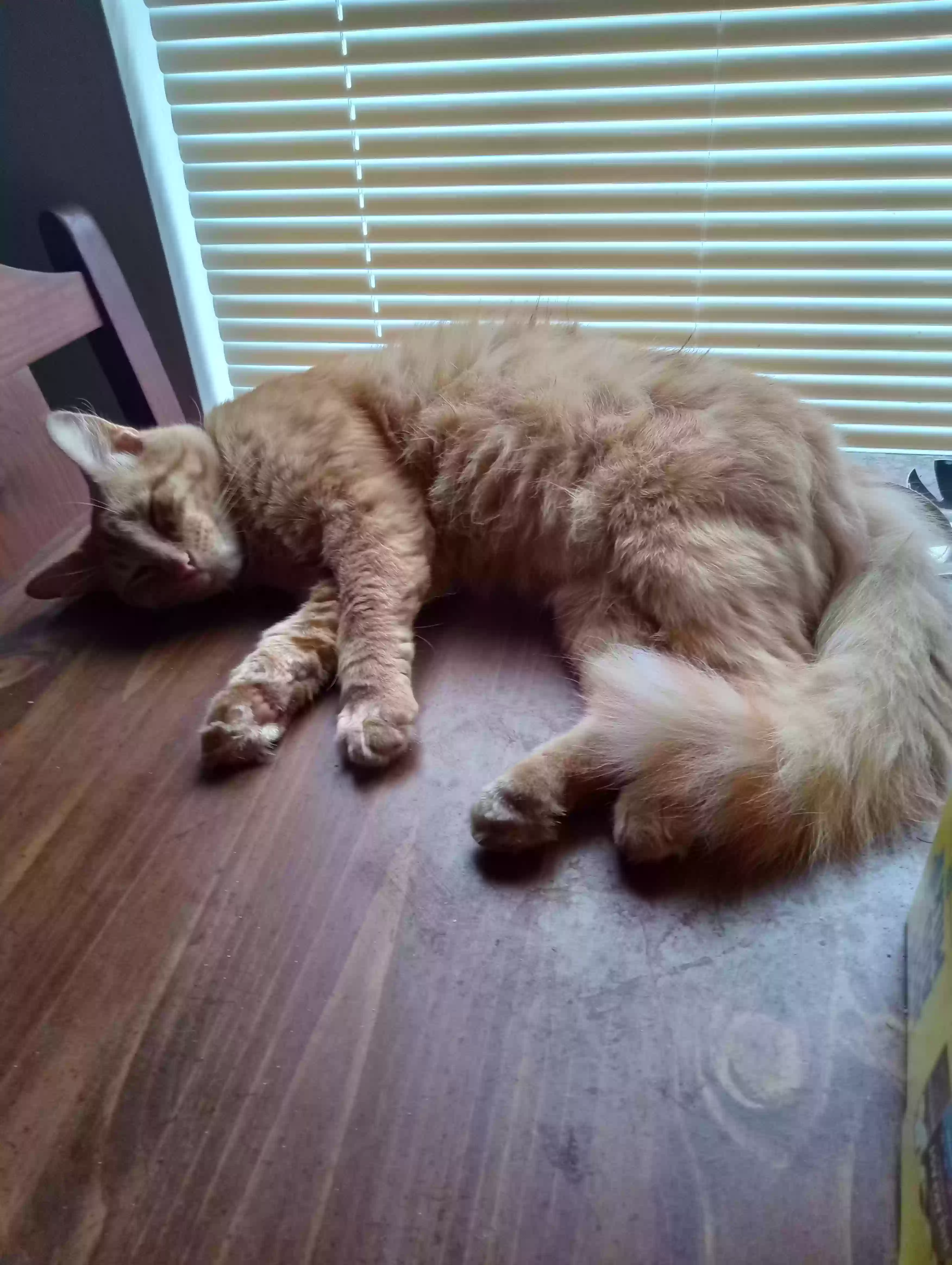 /lostandfound/images/lnfpets/original/178455_photo.webp