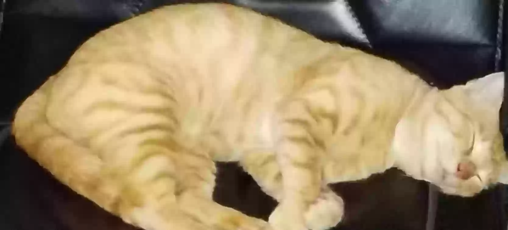 /lostandfound/images/lnfpets/original/178476_6466_IMG_20240517_142807314~2.webp