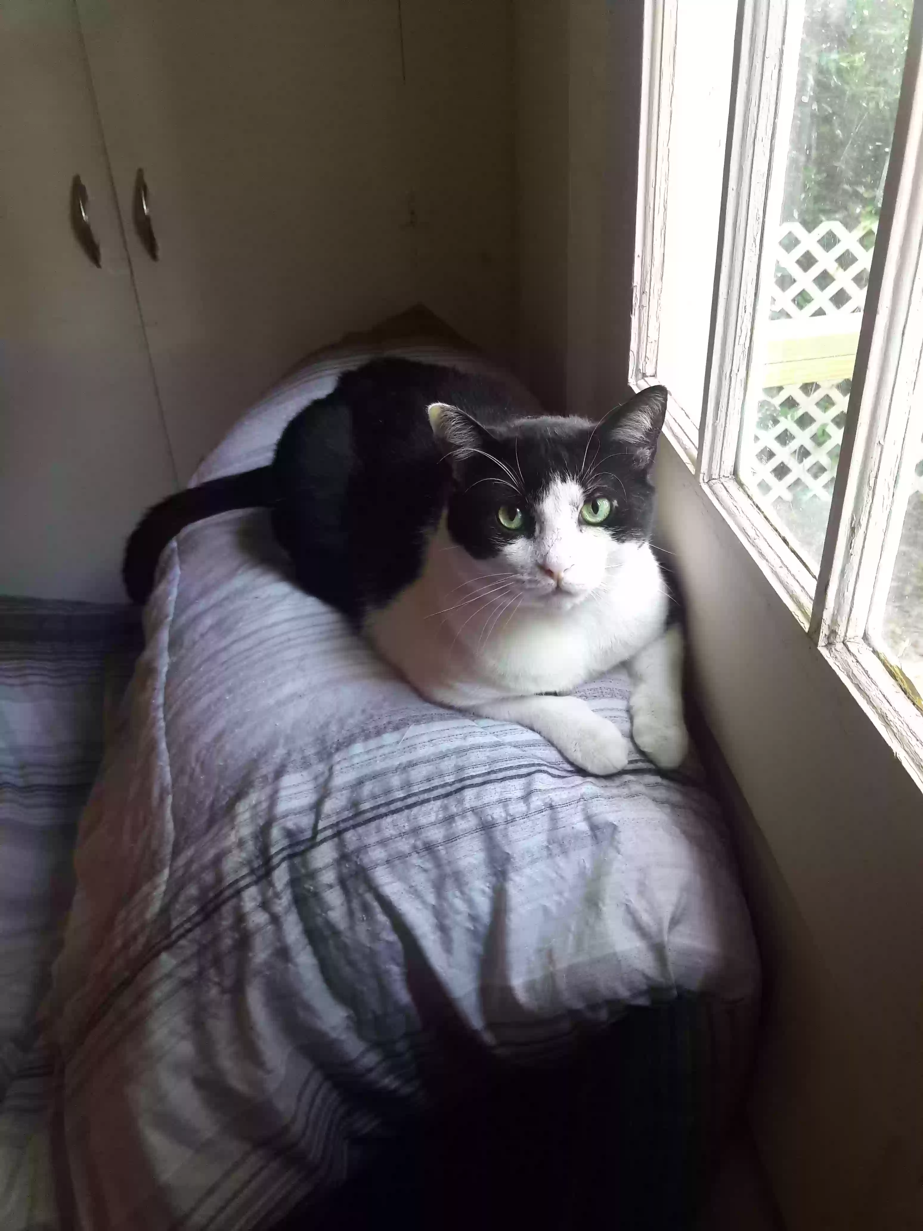 /lostandfound/images/lnfpets/original/178493_photo.webp