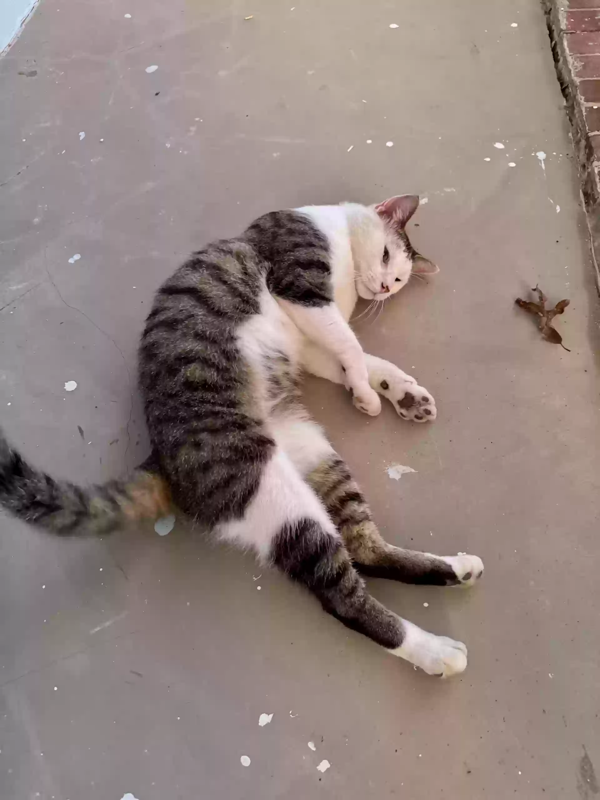 /lostandfound/images/lnfpets/original/178530_photo.webp