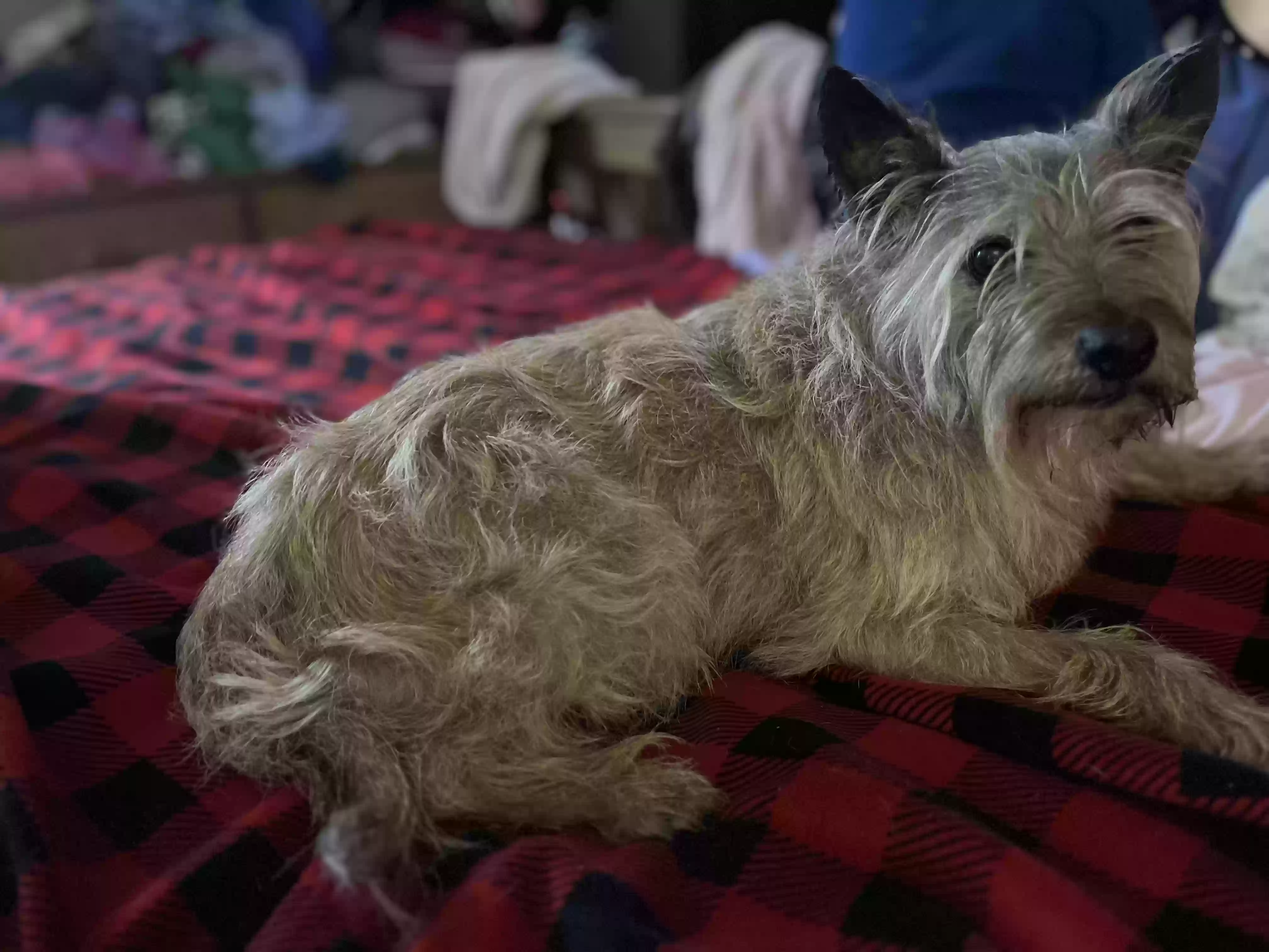 /lostandfound/images/lnfpets/original/178609_photo.webp