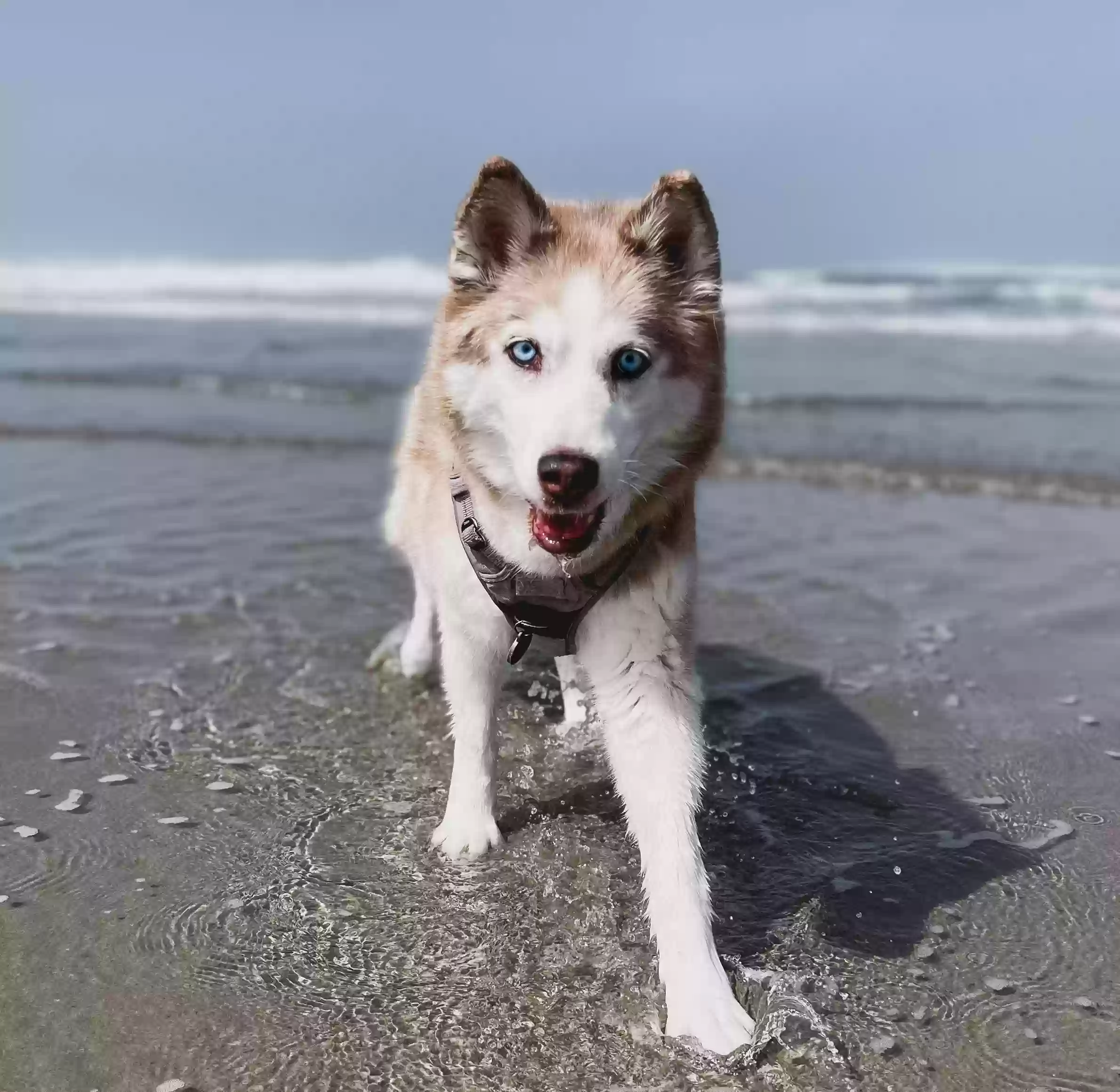 /lostandfound/images/lnfpets/original/178680_photo.webp