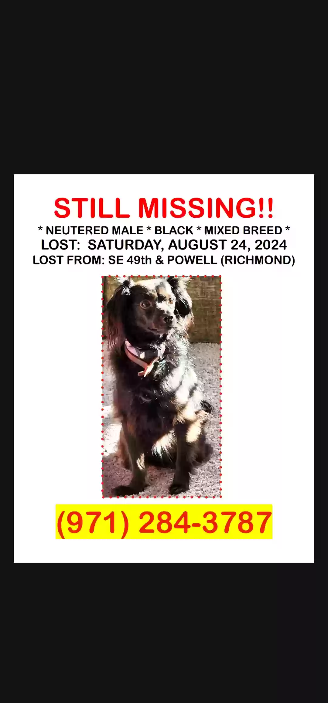 /lostandfound/images/lnfpets/original/178771_photo.webp